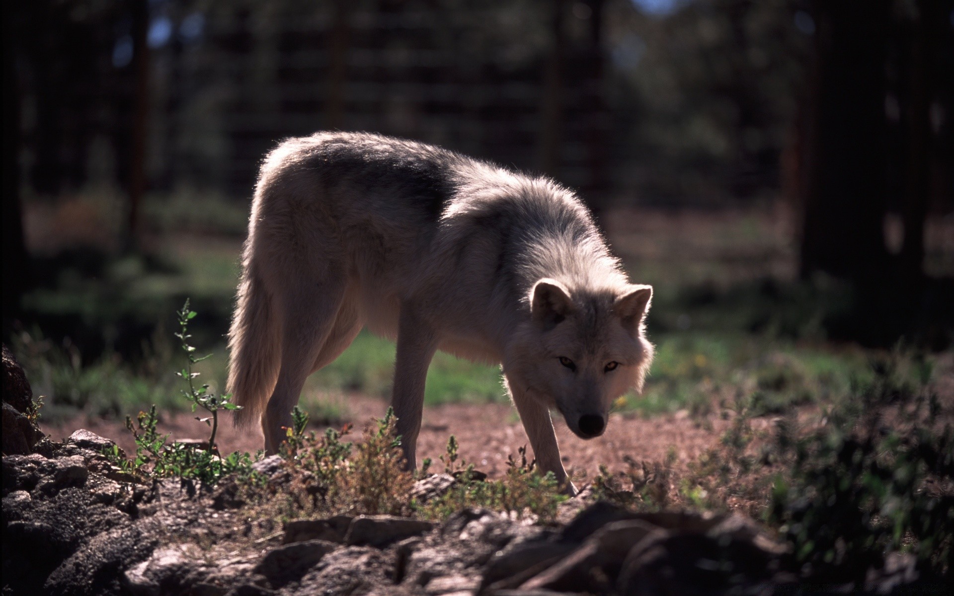 tiere säugetier hundeführer wolf tierwelt natur hund raubtier wild fell gras im freien tier holz fleischesser