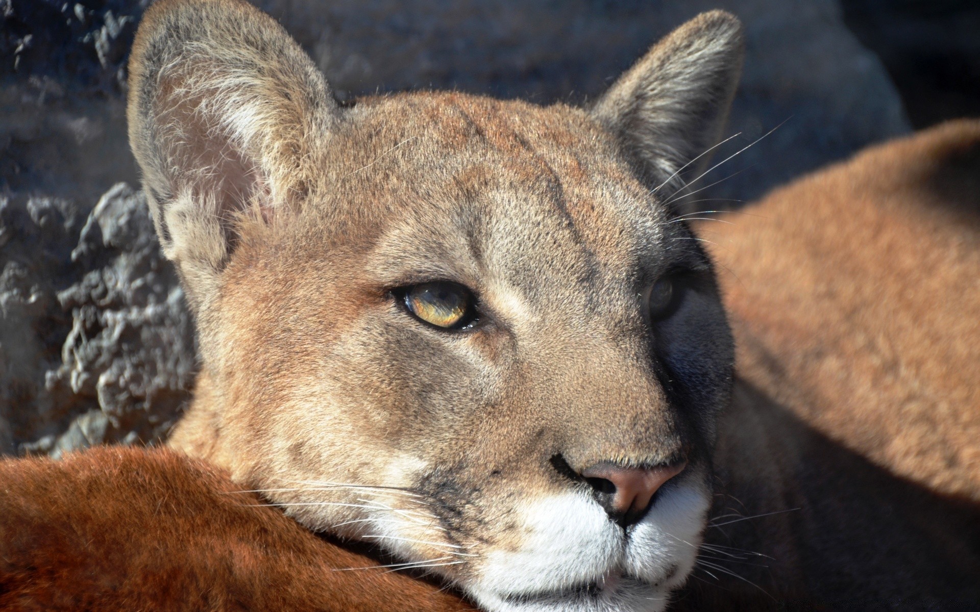 tiere säugetier katze tierwelt zoo löwe raubtier tier wild porträt fell jäger safari natur fleischesser