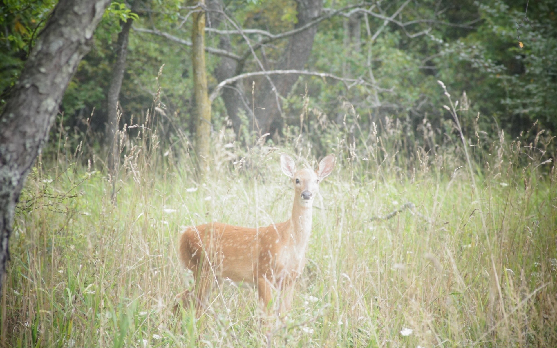 animals nature grass deer animal wildlife wood mammal wild summer field hayfield outdoors park countryside young fur