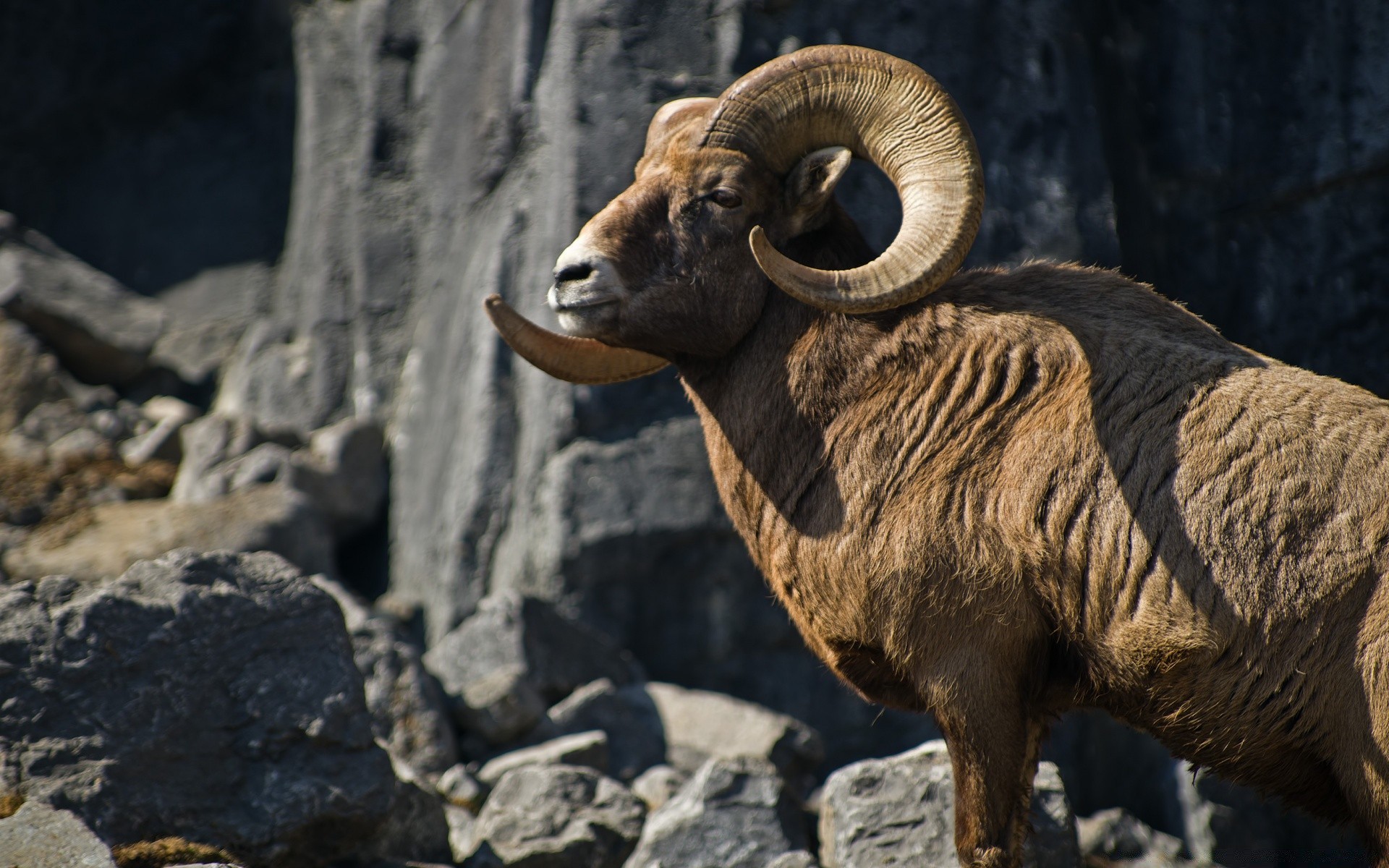 animaux mammifère nature rock la faune moutons animal en plein air chèvre sauvage