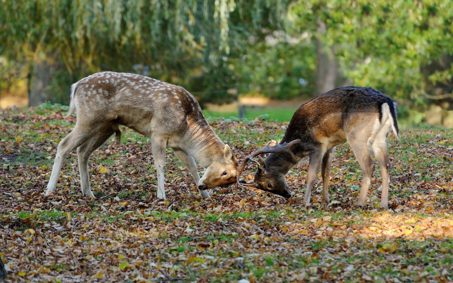 tiere säugetier tierwelt hirsch gras natur tier holz wild fell im freien heuhaufen feld niedlich geweih