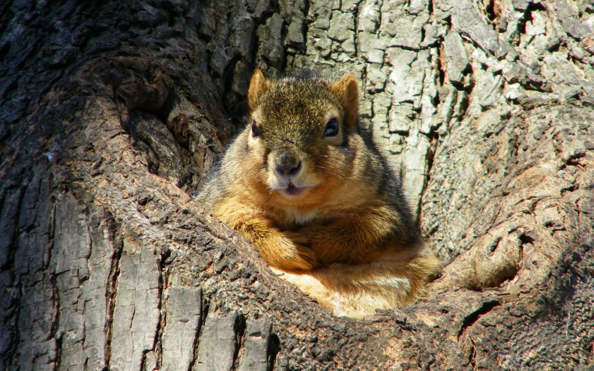 animali scoiattolo fauna selvatica mammifero roditore legno natura animale pelliccia sveglio legno