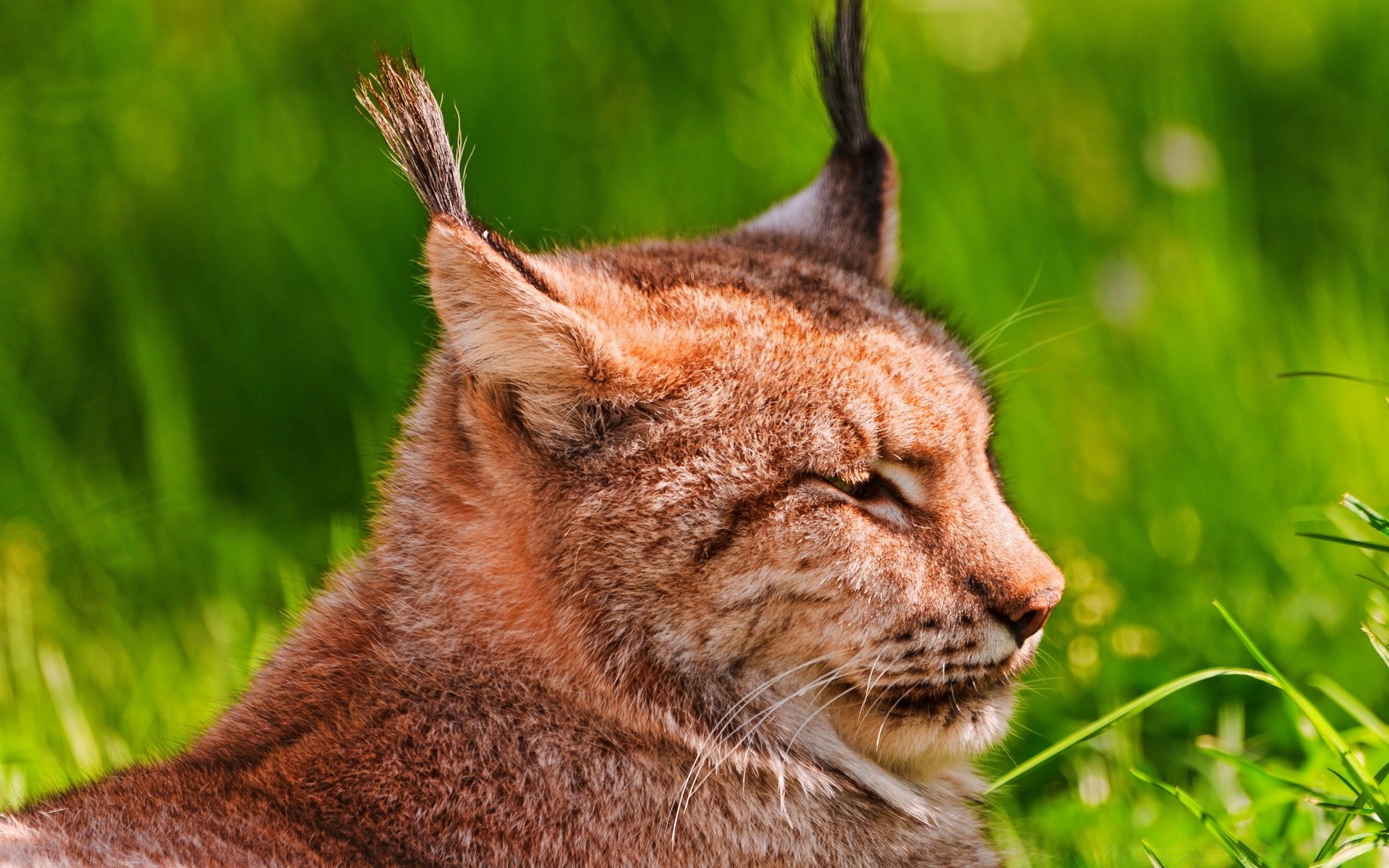 animali mammifero animale erba natura fauna selvatica gatto pelliccia carino selvaggio ritratto predatore zoo