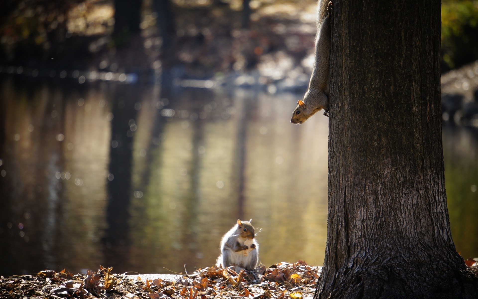 animals wood tree nature outdoors mammal fall one bird wildlife