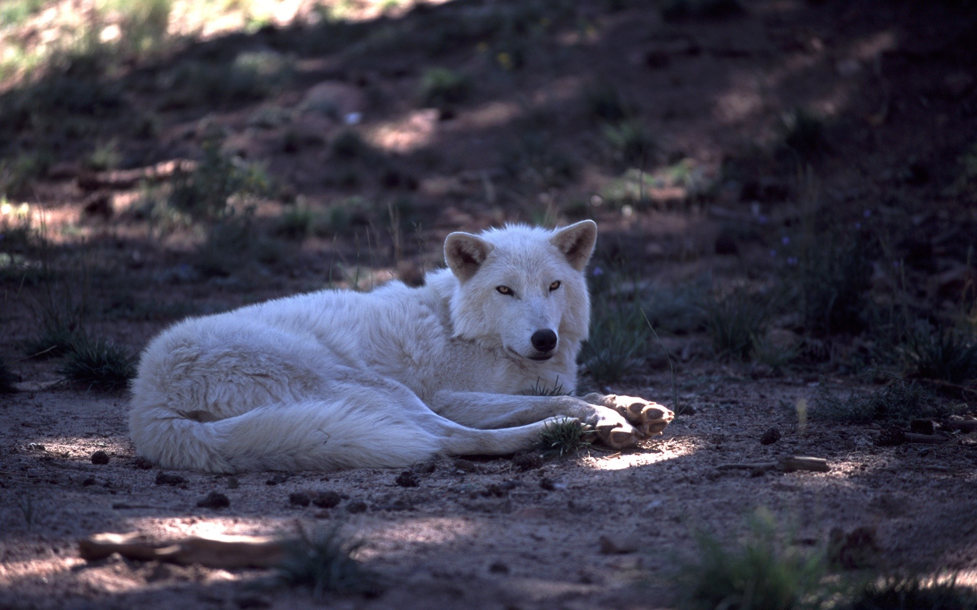 animales naturaleza mamífero perro animal perro al aire libre vida silvestre salvaje pelaje