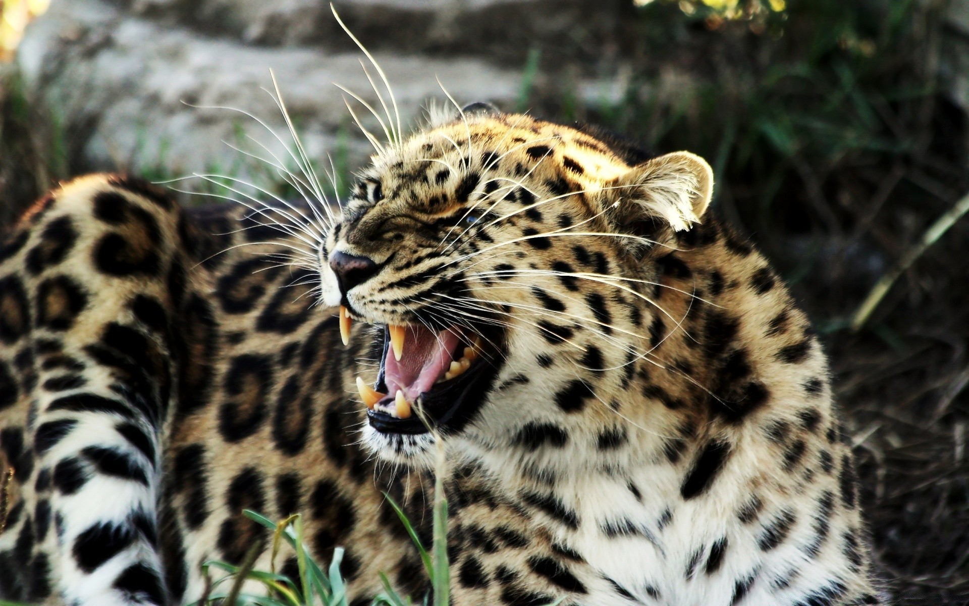 animaux chat faune mammifère léopard animal zoo fourrure prédateur tigre chasseur mangeur de viande safari guépard sauvage jungle panthère chasse