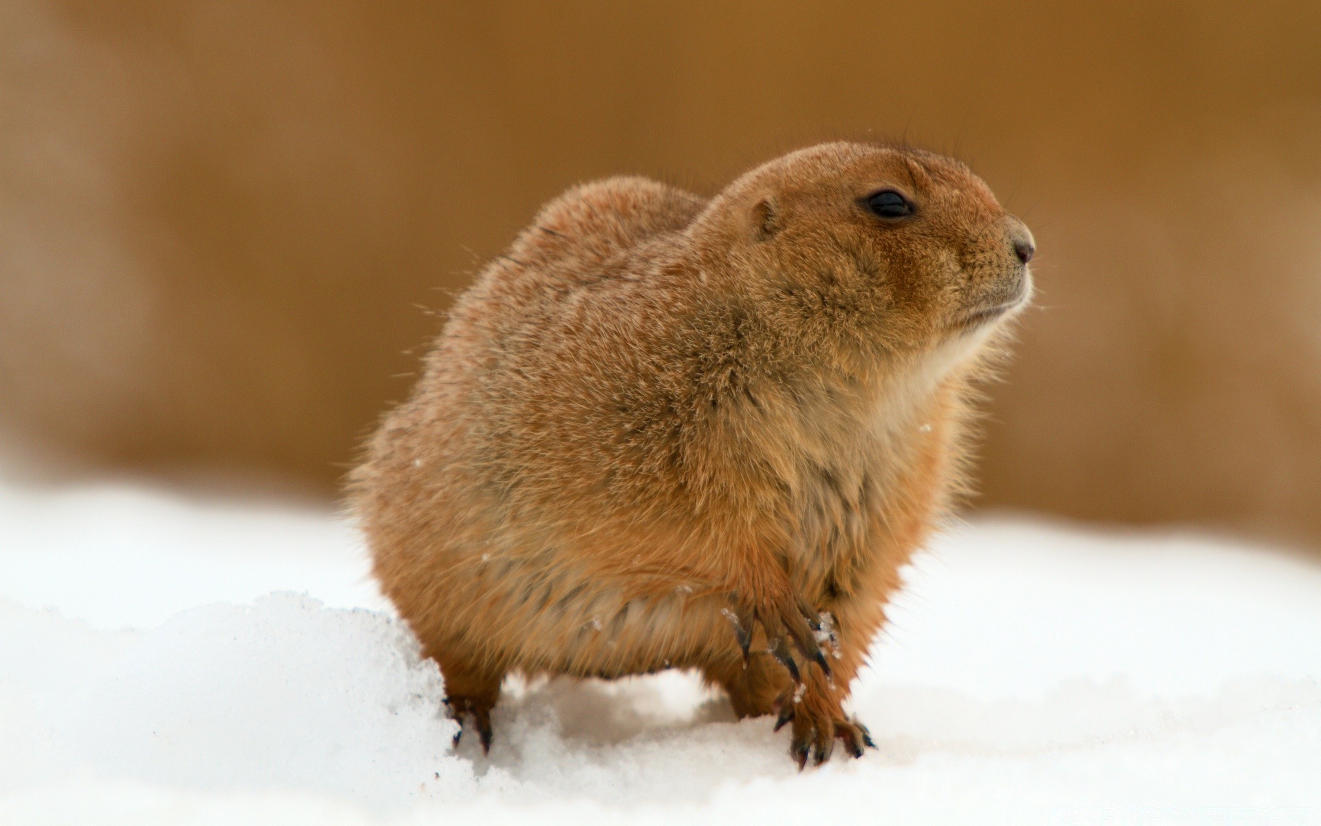 animaux mammifère la faune rongeur mignon nature peu neige hiver animal