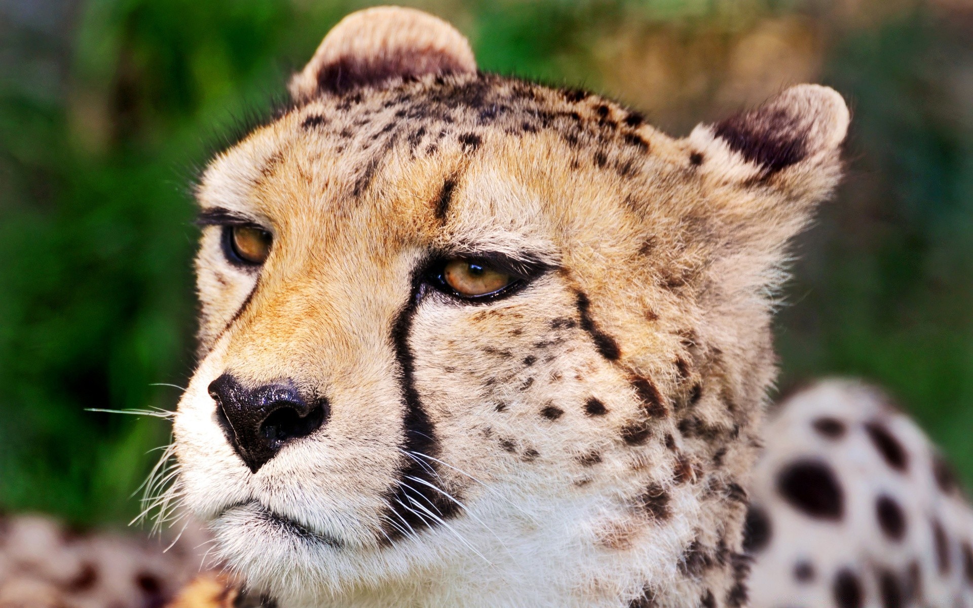 tiere tierwelt tier säugetier wild katze natur raubtier fell zoo safari fleischesser jäger porträt niedlich gepard