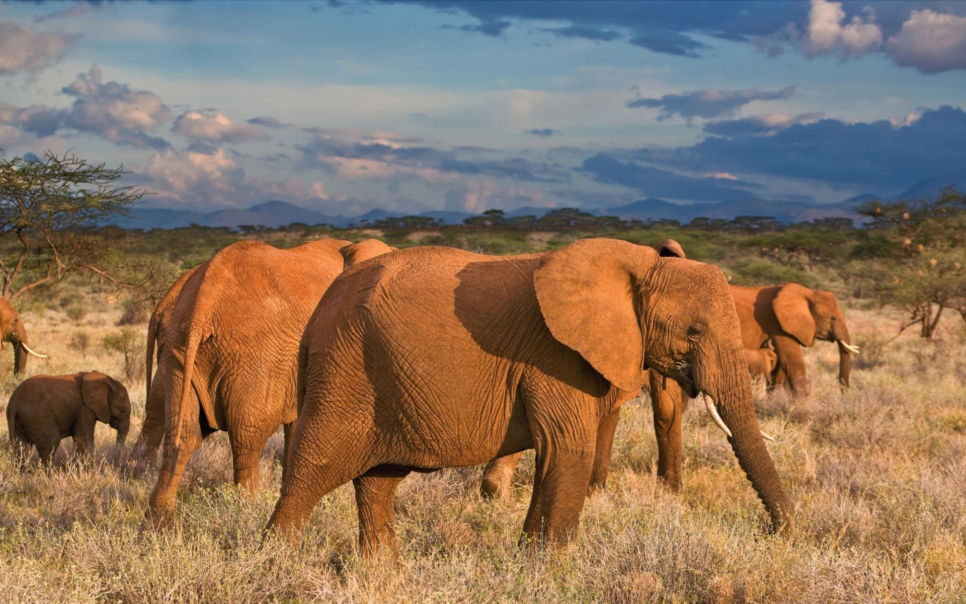 animals mammal wildlife grassland elephant grass animal safari herd savanna wild african elephant outdoors nature