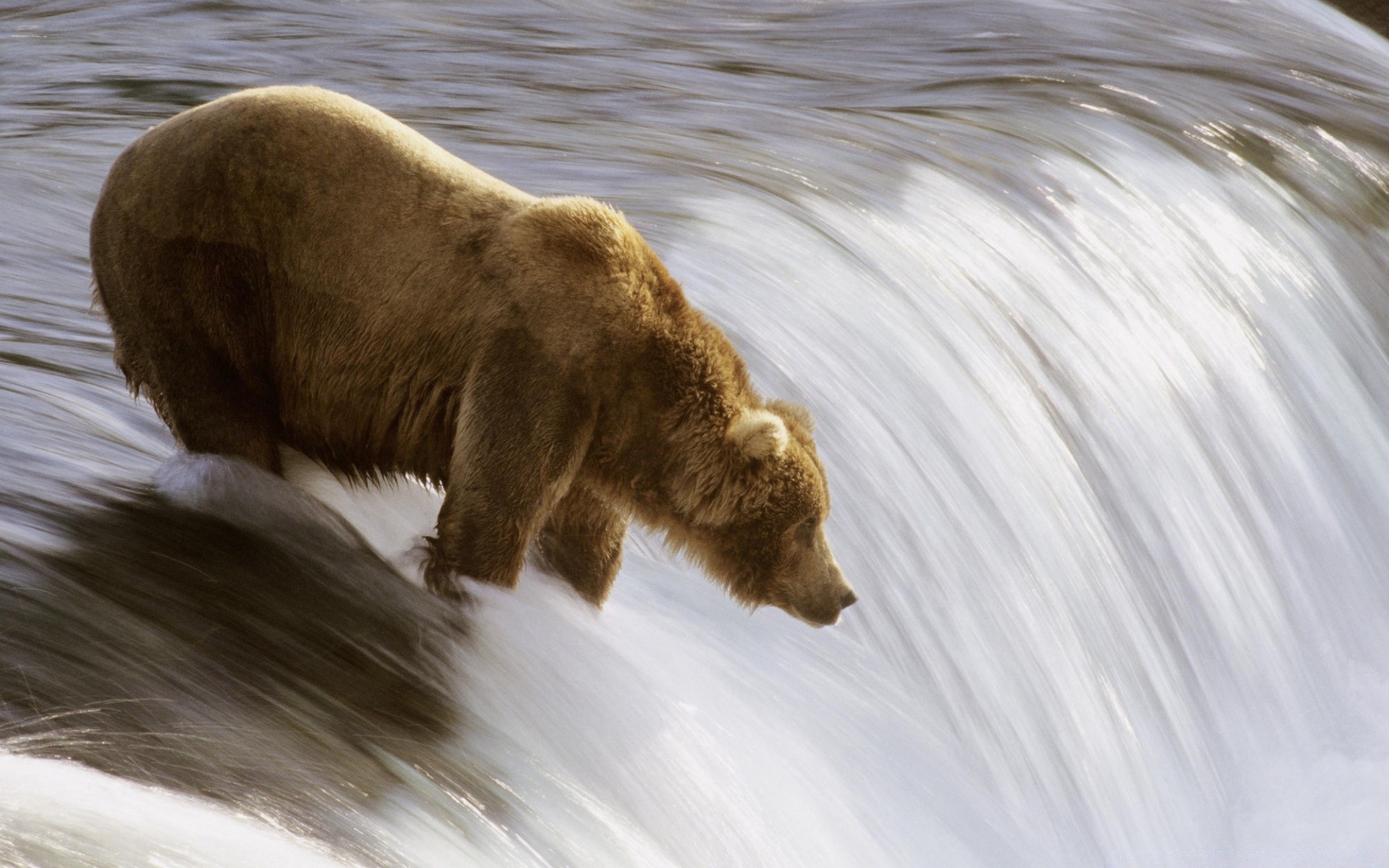 animais água mamífero vida selvagem natureza rio ao ar livre animal inverno movimentos