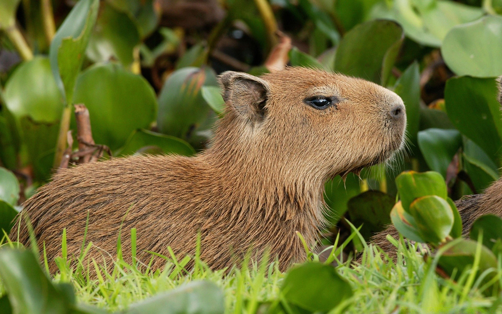 animals nature grass wildlife animal little wild outdoors mammal cute