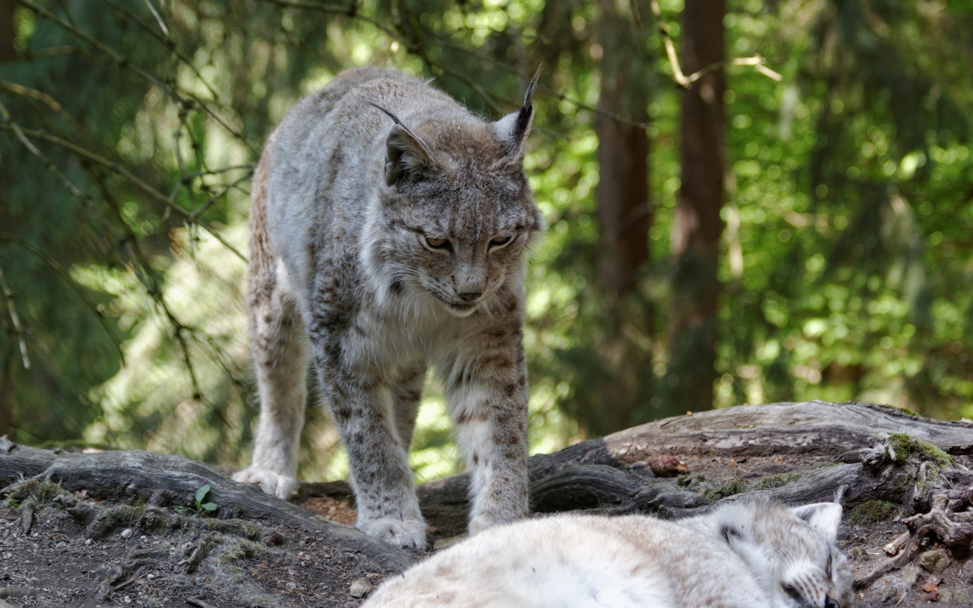 animaux la nature la faune mammifère prédateur sauvage mangeur de viande bois chat animal fourrure à l extérieur zoo chasseur arbre lynx portrait grand lynx en voie de disparition