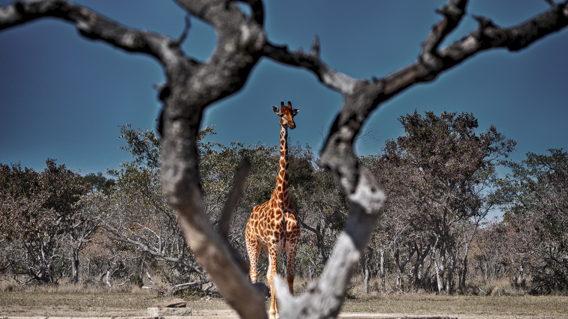 animales árbol naturaleza al aire libre parque madera rama medio ambiente paisaje cielo temporada invierno