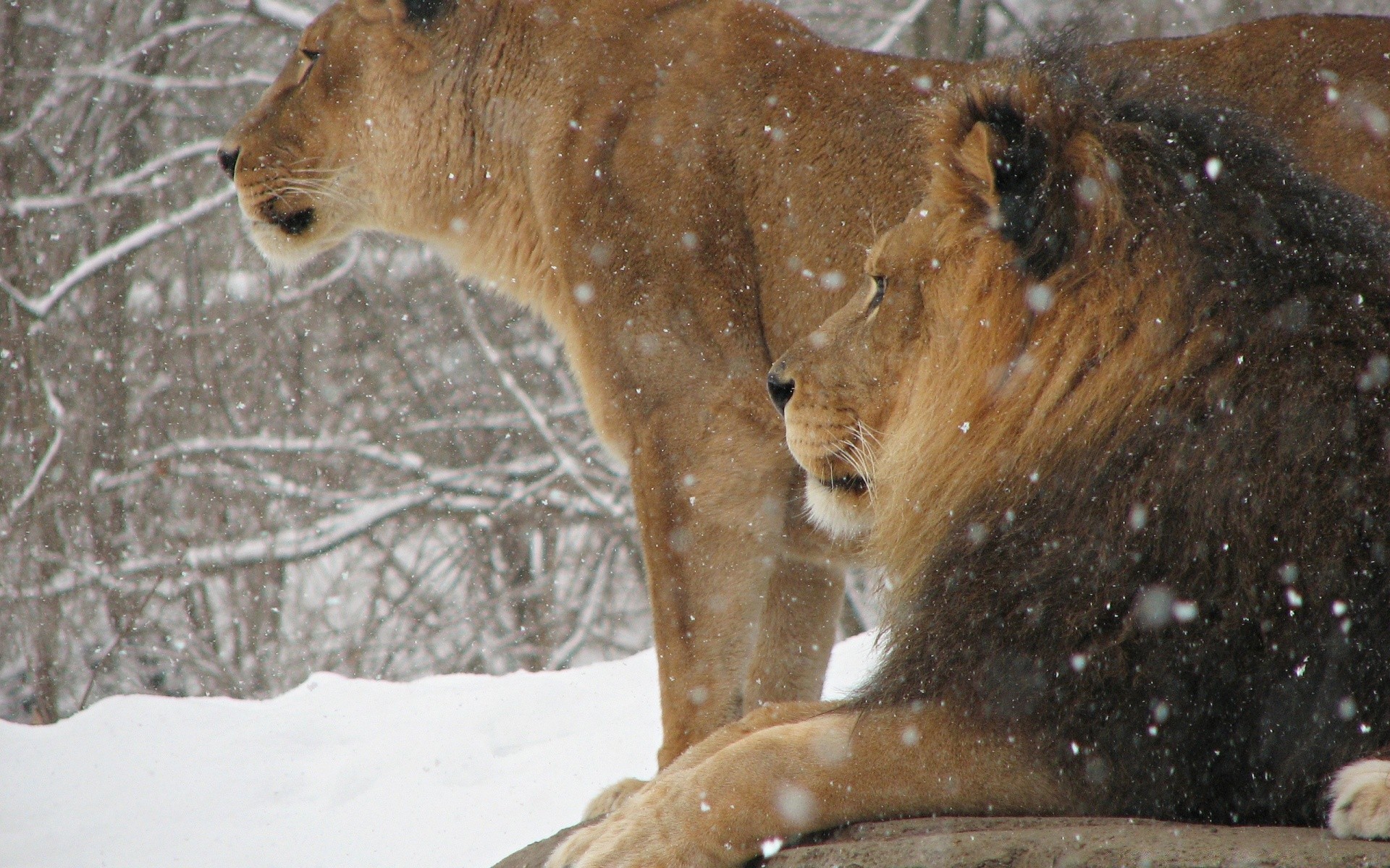 animales mamíferos nieve invierno vida silvestre frío animal naturaleza retrato gato zoológico salvaje león al aire libre piel árbol lindo boca hielo solo