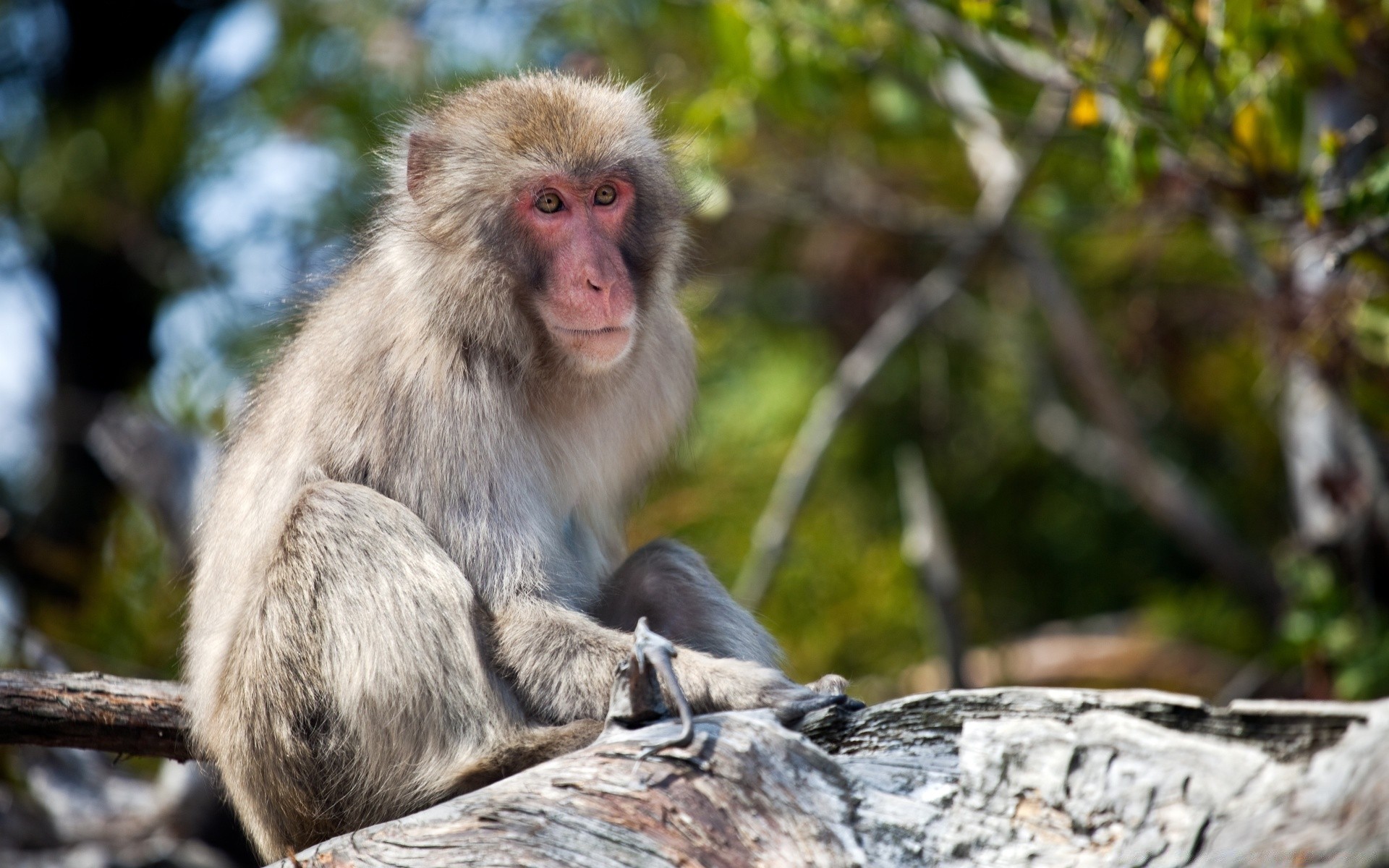 zwierzęta małpa prymas dzika przyroda ssak natura kłuć makaki dziki drewno śliczne futro siedzieć dżungla drzewo zwierzę portret endemiczny zoo na zewnątrz