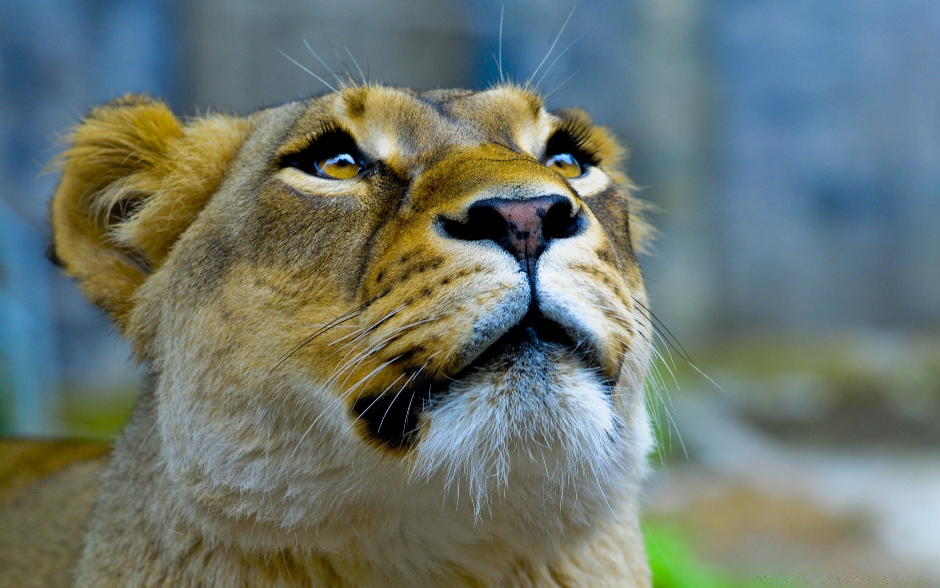 animales mamífero vida silvestre gato animal retrato zoológico naturaleza salvaje piel depredador león ojo cabeza lindo