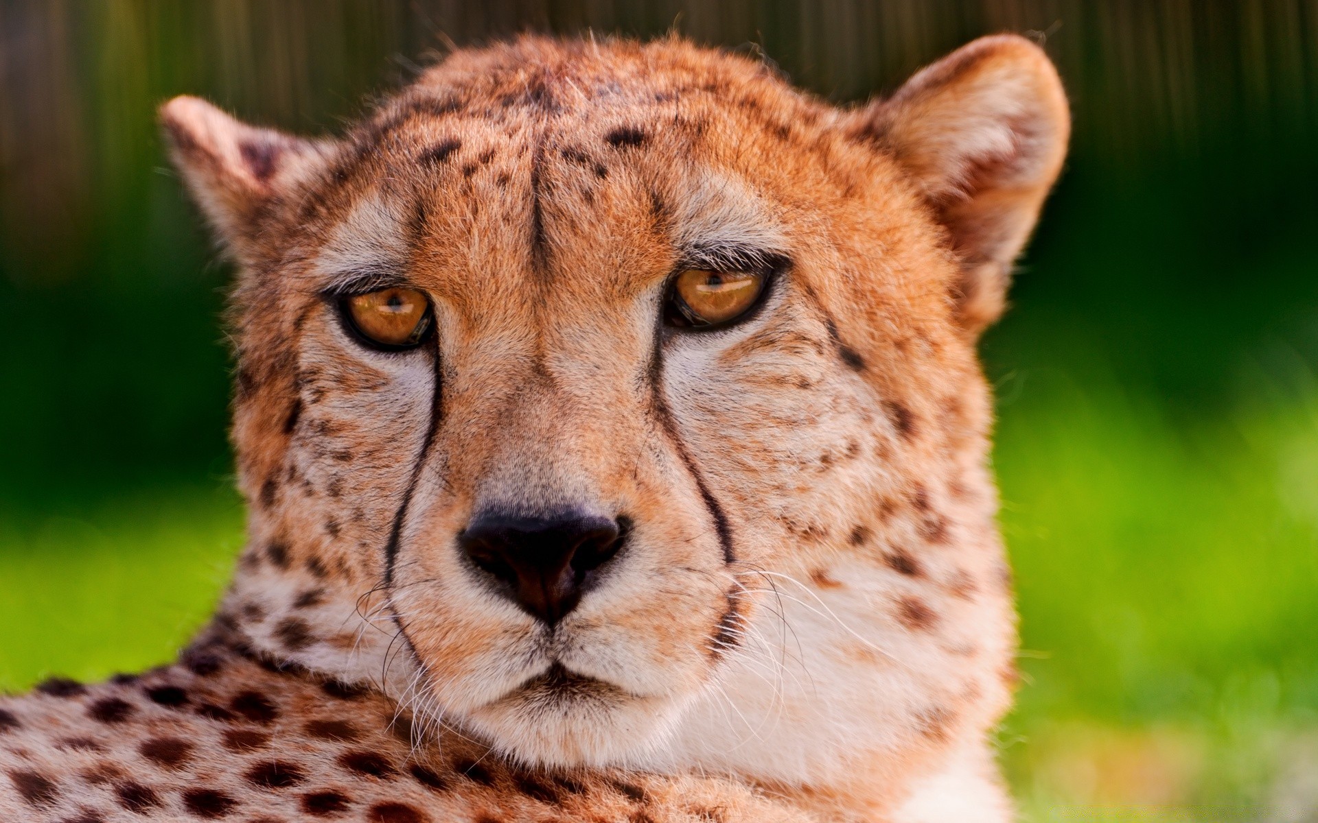 tiere tierwelt tier säugetier katze wild raubtier natur zoo jäger fleischesser safari pelz porträt groß auge