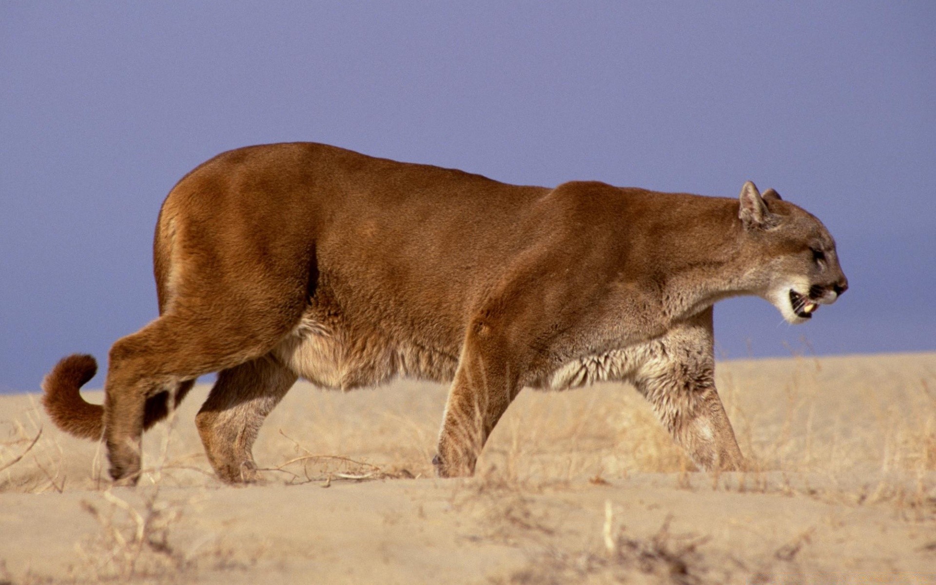 tiere säugetier tierwelt katze löwe tier natur im freien eine