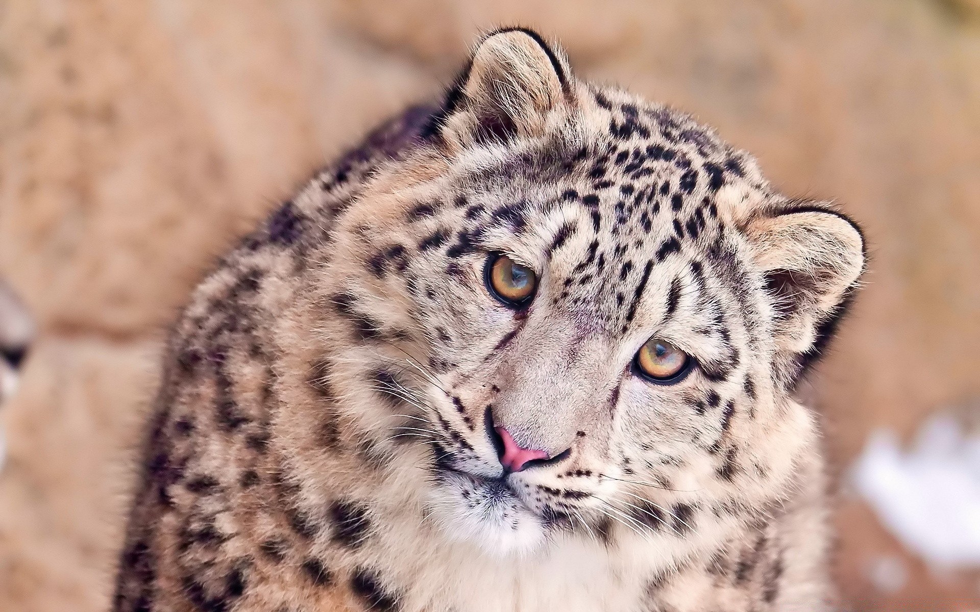 tiere tierwelt katze säugetier tier raubtier wild fleischesser fell natur safari zoo leopard groß jäger porträt auge