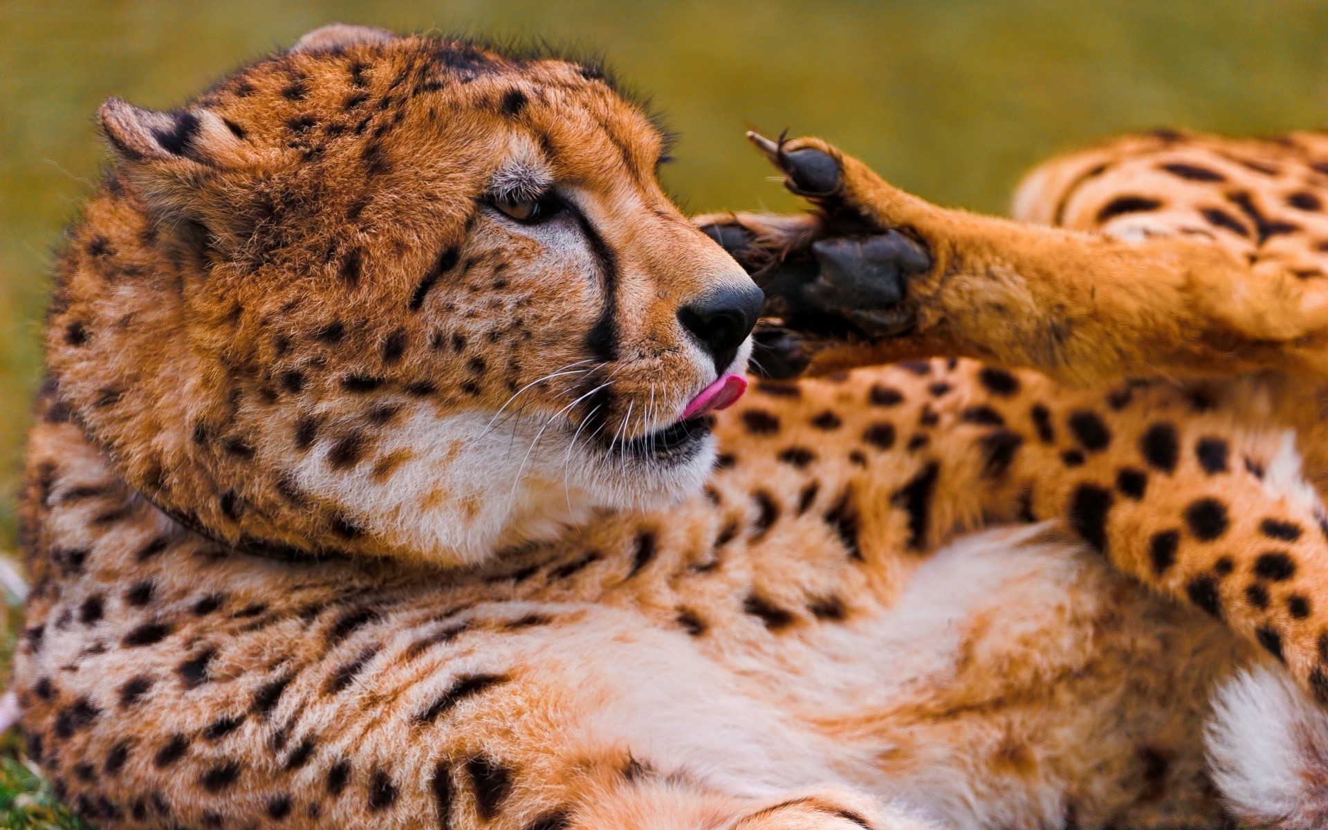 animaux mammifère chat faune prédateur fourrure sauvage animal zoo guépard nature safari mangeur de viande chasseur grand léopard espèce en voie de disparition tigre portrait