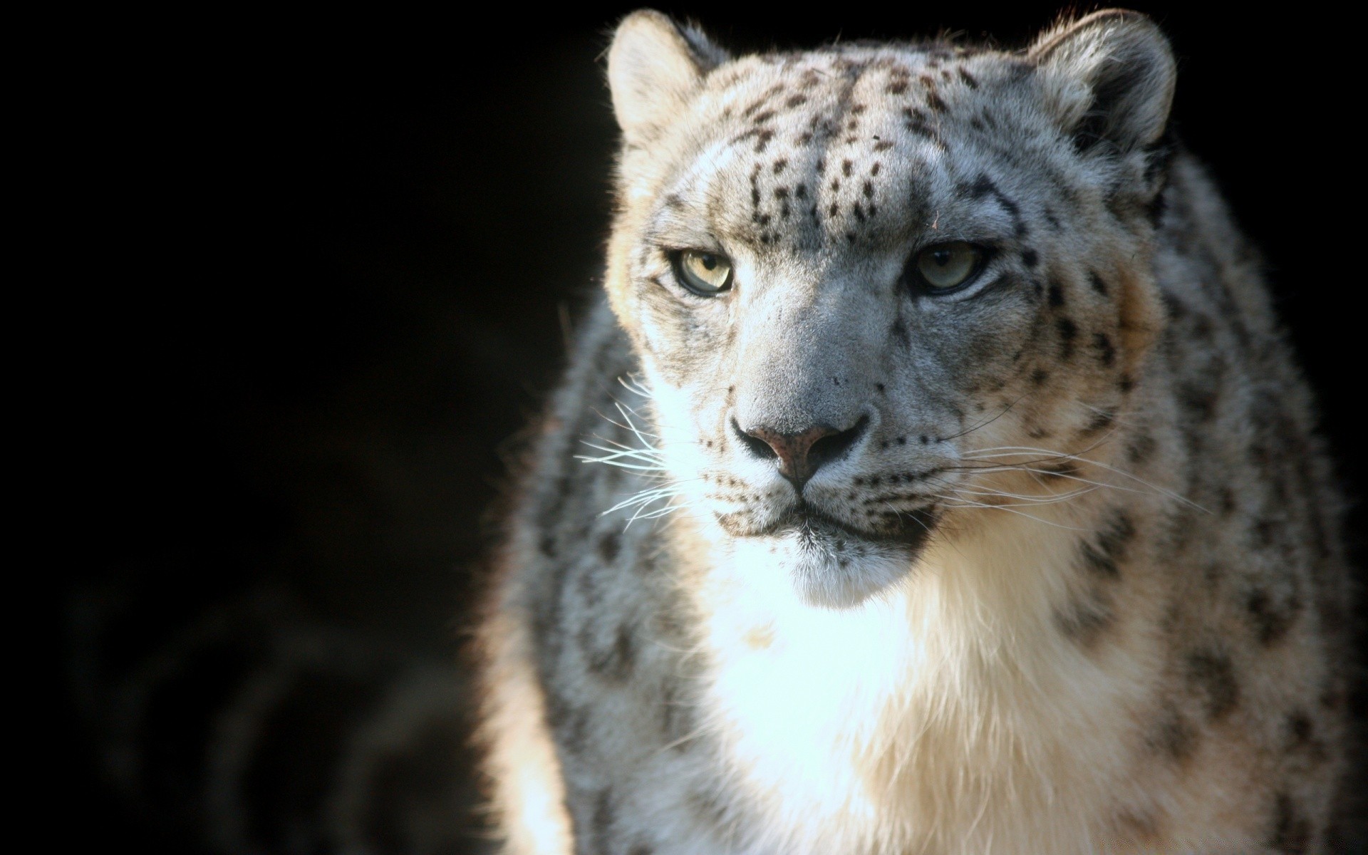 animali fauna selvatica mammifero animale predatore gatto natura selvaggio mangiatore di carne cacciatore zoo pelliccia grande