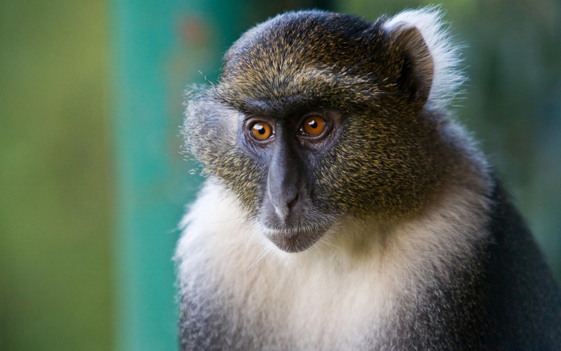 animals wildlife monkey primate mammal animal ape nature zoo wild portrait cute looking sit