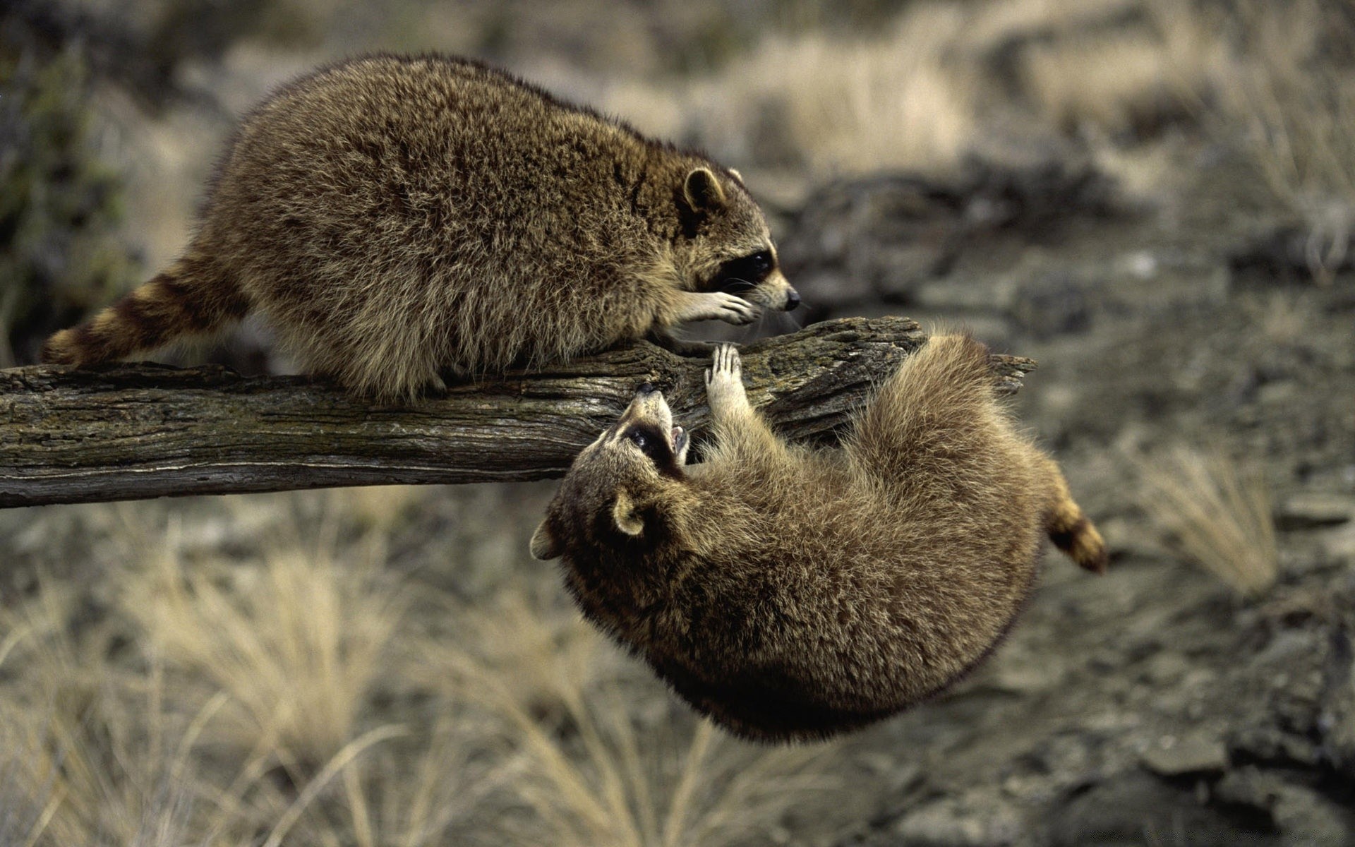 animals wildlife mammal animal nature wild outdoors rodent fur cute wood squirrel