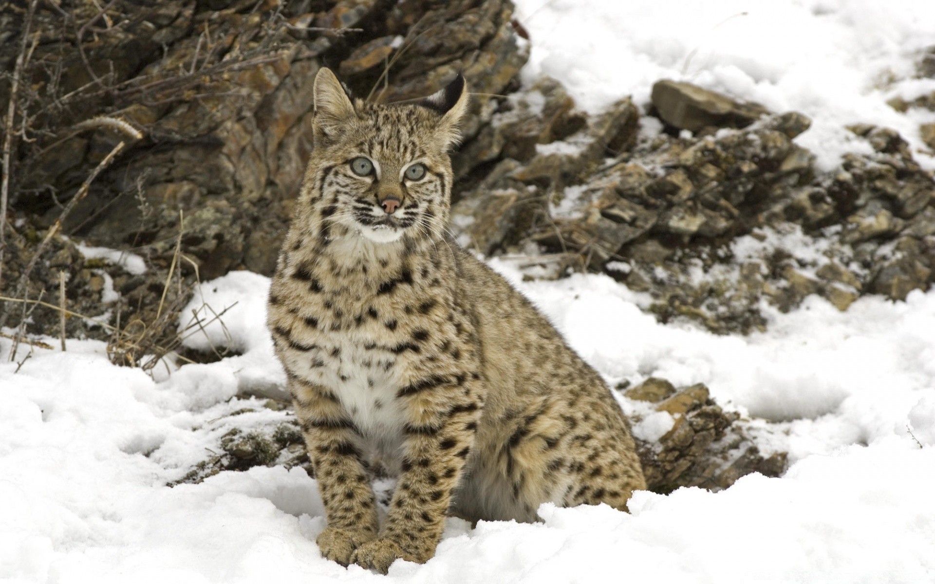 animaux neige hiver nature la faune à l extérieur mammifère froid chat sauvage animal givré