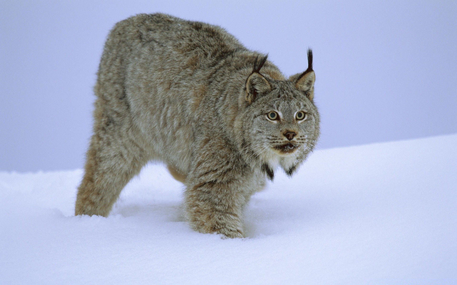 animales nieve mamífero gato invierno vida silvestre animal frío piel naturaleza al aire libre retrato depredador escarchado