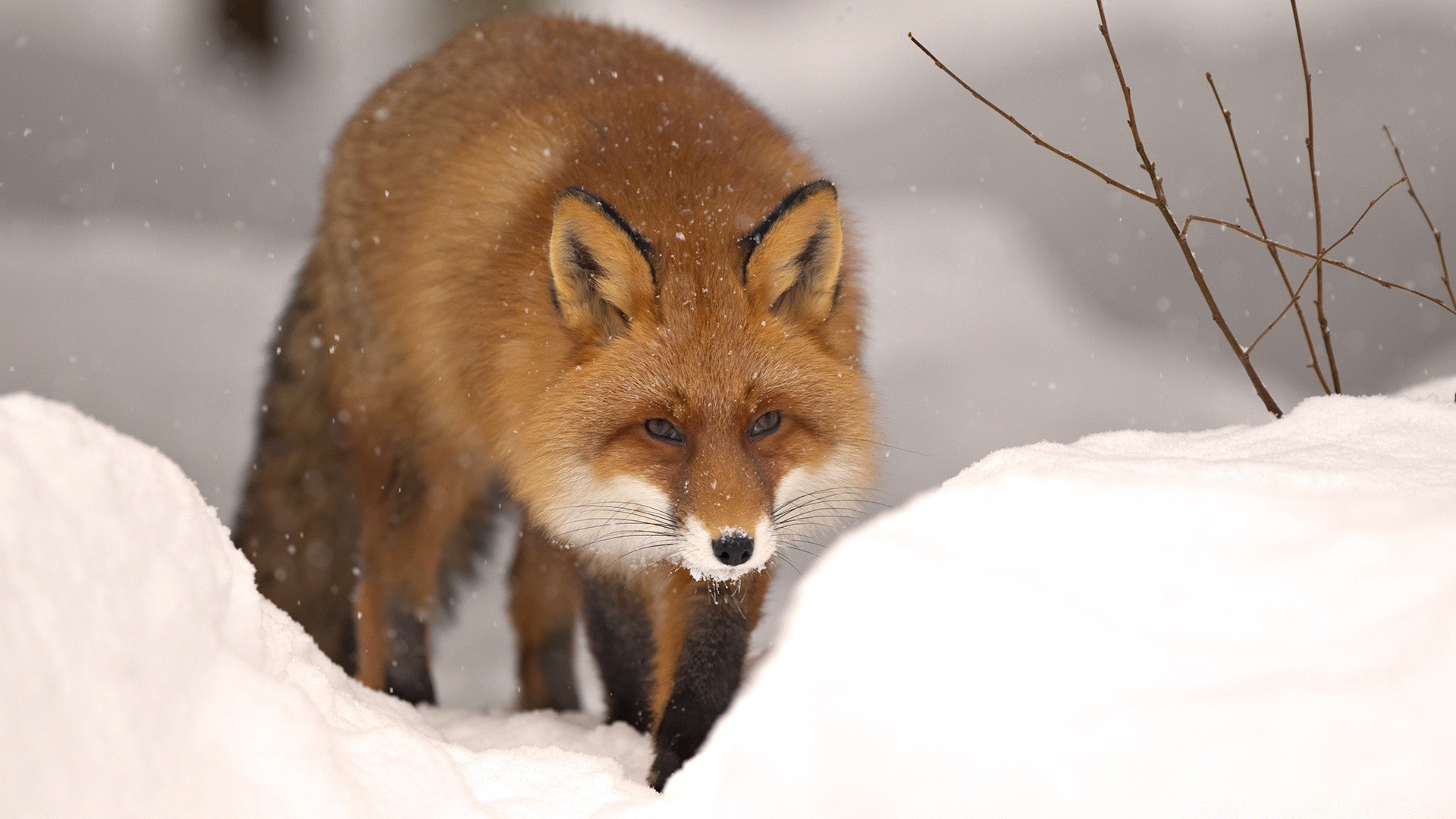 animaux mammifère neige faune hiver renard animal mignon cynologue nature portrait petit