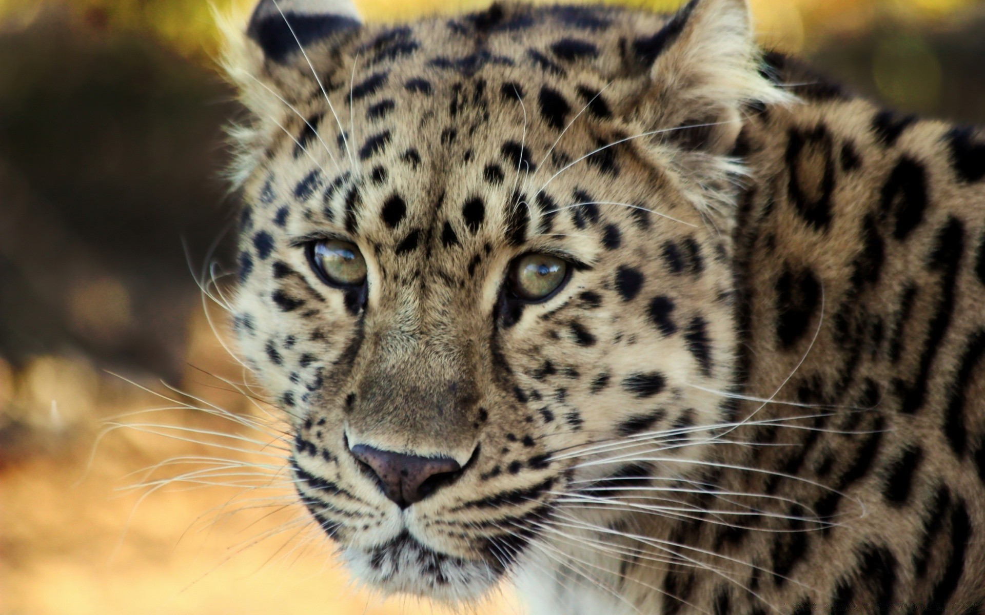 animais gato vida selvagem predador leopardo mamífero safari animal jardim zoológico caçador comedor de carne pele tigre selva selvagem pantera grande caça olho perigo em perigo