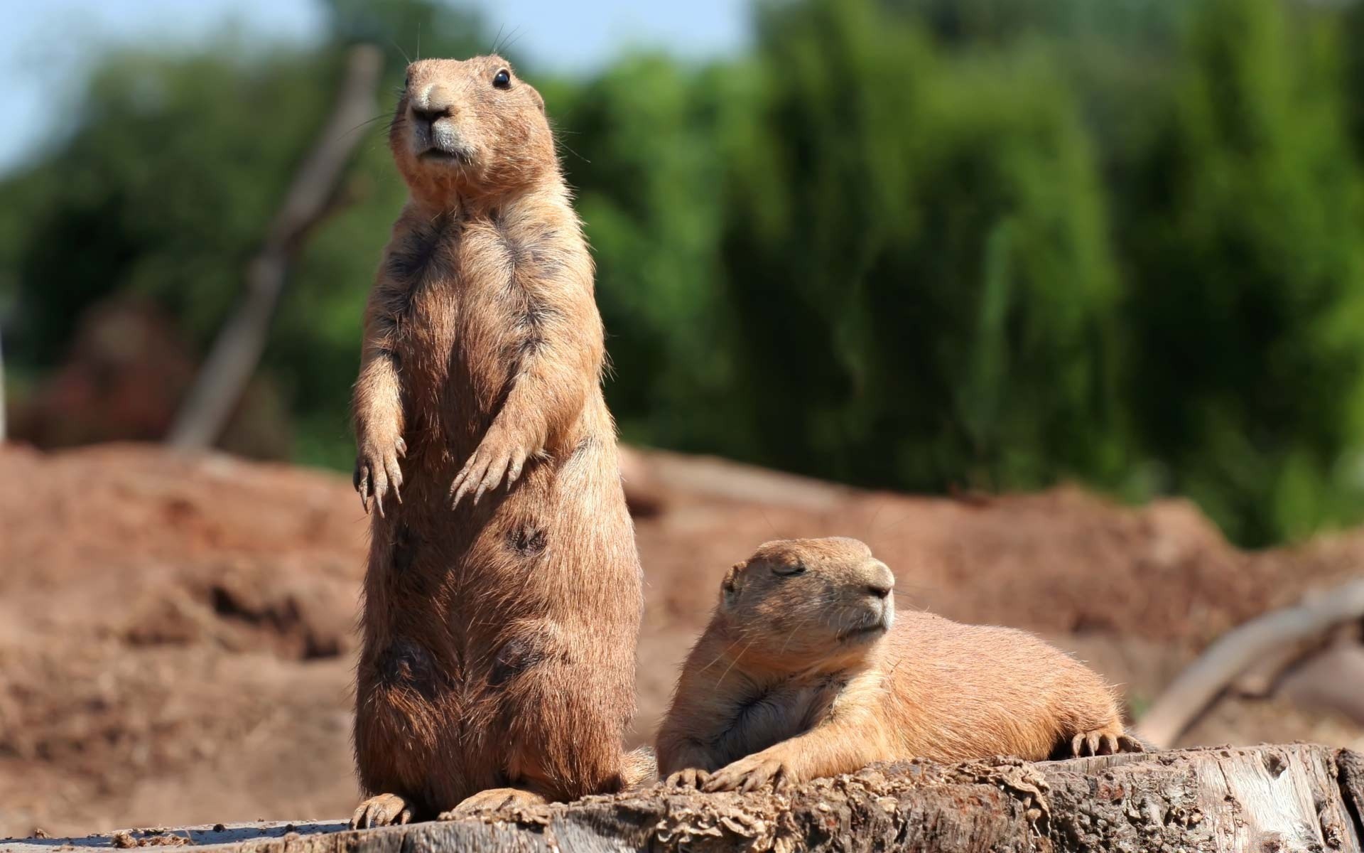 zwierzęta ssak dzika przyroda natura dziki zwierzę na zewnątrz futro śliczne zoo ochrona gryzoń