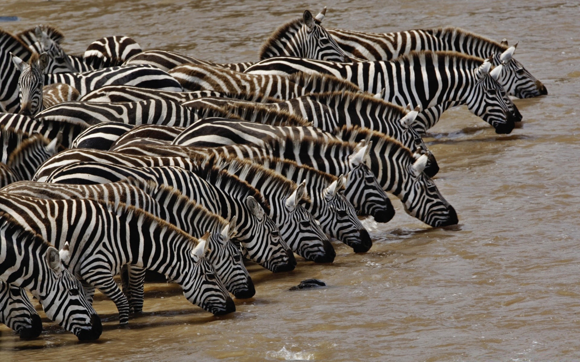 animais zebra safari vida selvagem listra natureza mamífero selvagem criação de cavalos cabeça padrão jardim zoológico animal herbívoro conservação savana