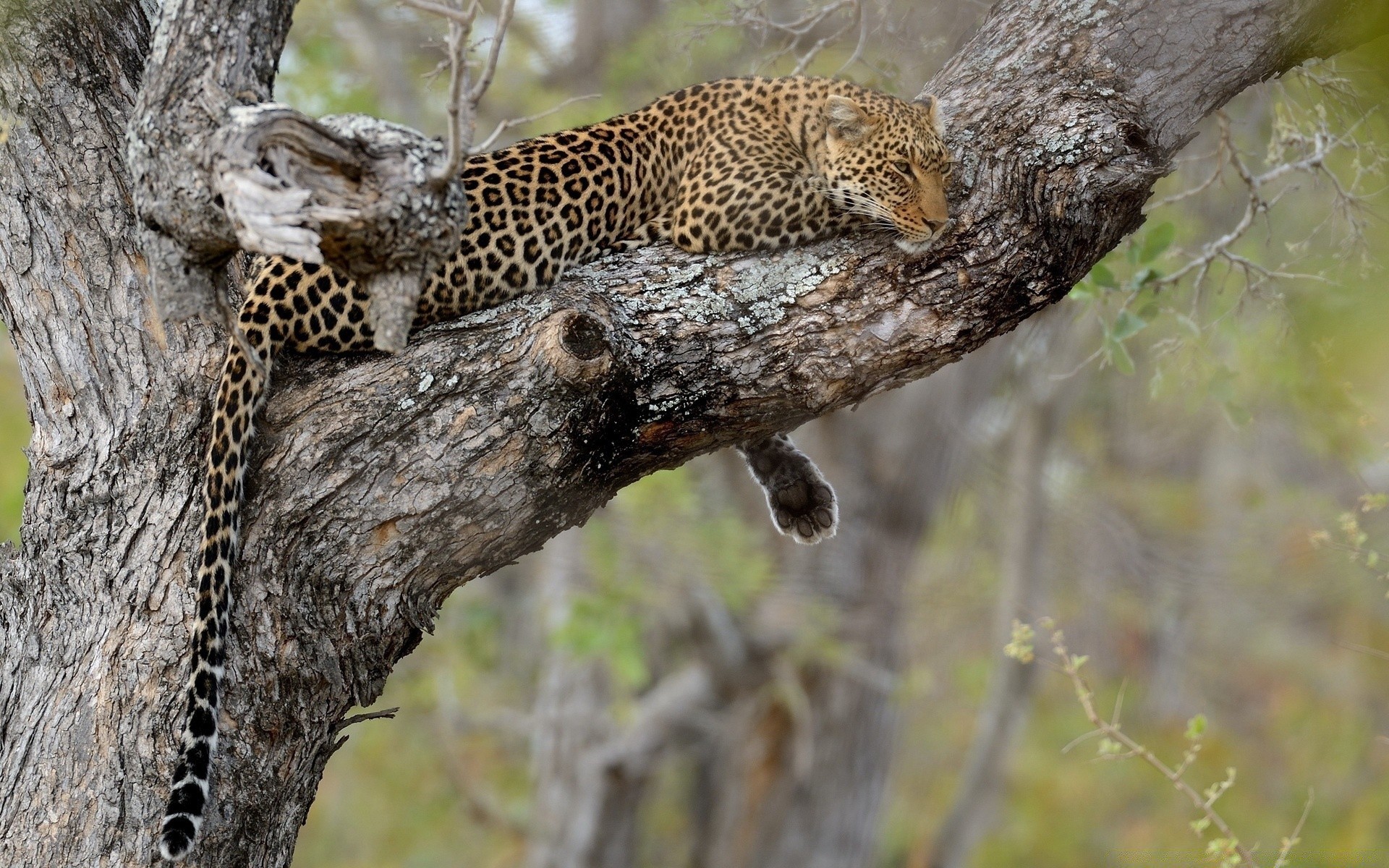 animaux faune nature arbre animal sauvage à l extérieur mammifère bois prédateur environnement gros plan