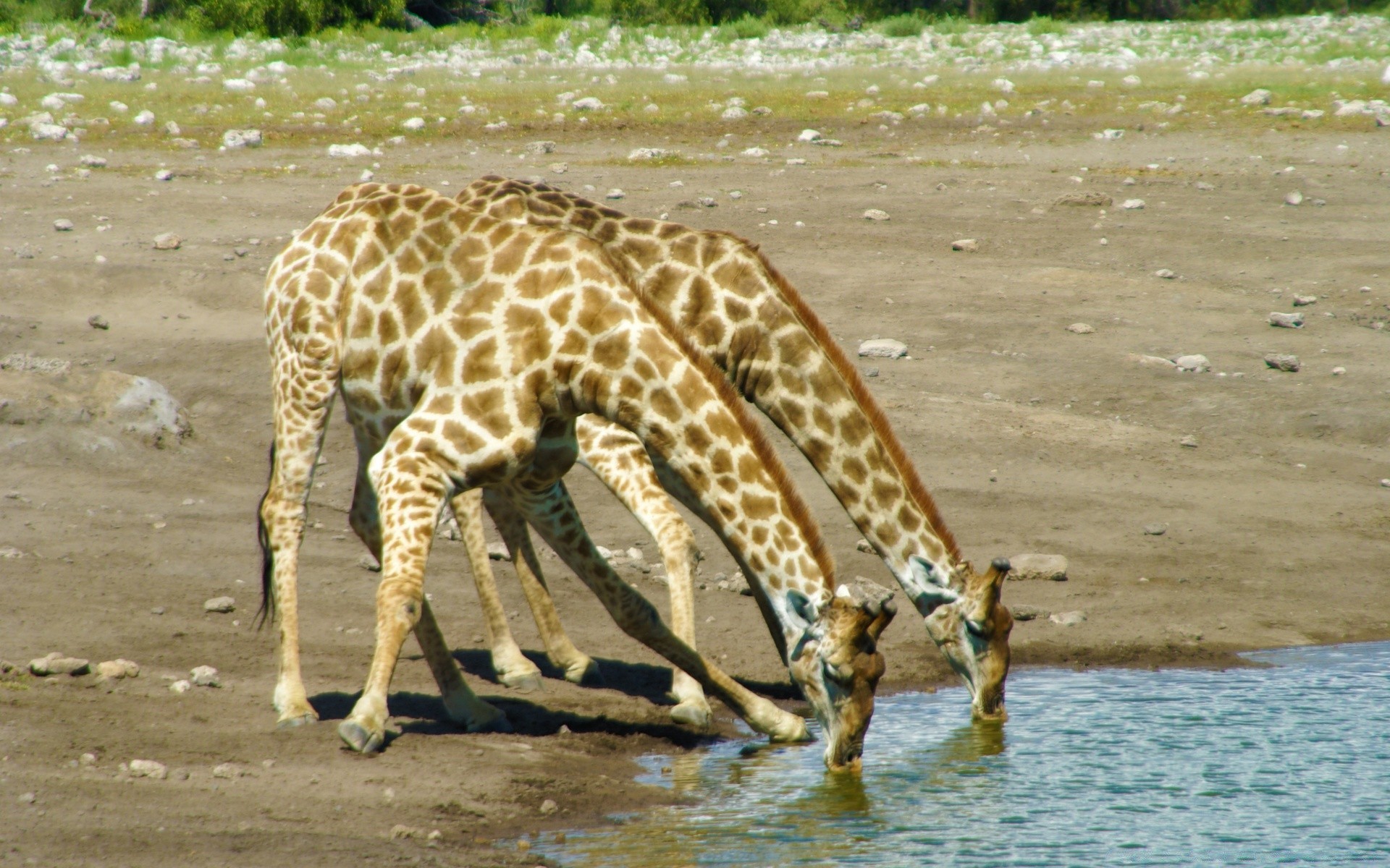 tiere tierwelt natur säugetier wild tier im freien safari wasser umwelt gras