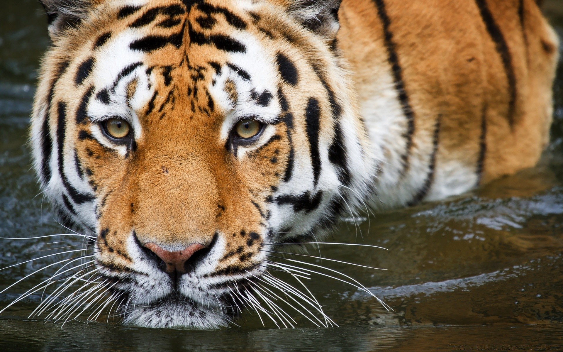 tiere tiger tierwelt katze raubtier säugetier zoo tier fleischesser streifen suchen dschungel aggression groß böse jäger safari wild kopf fell tigerin