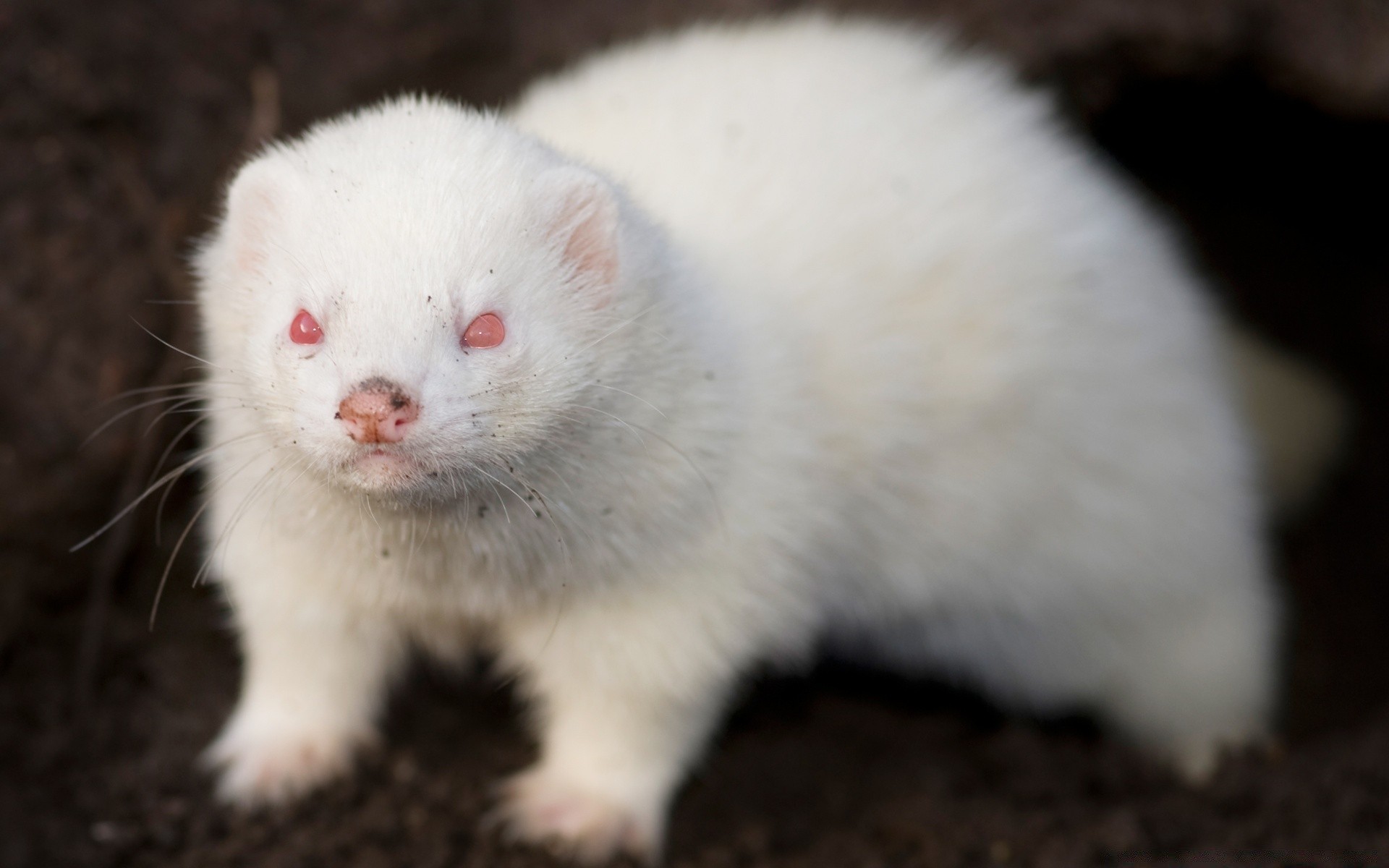 animais mamífero fofa pequeno vida selvagem pele animal