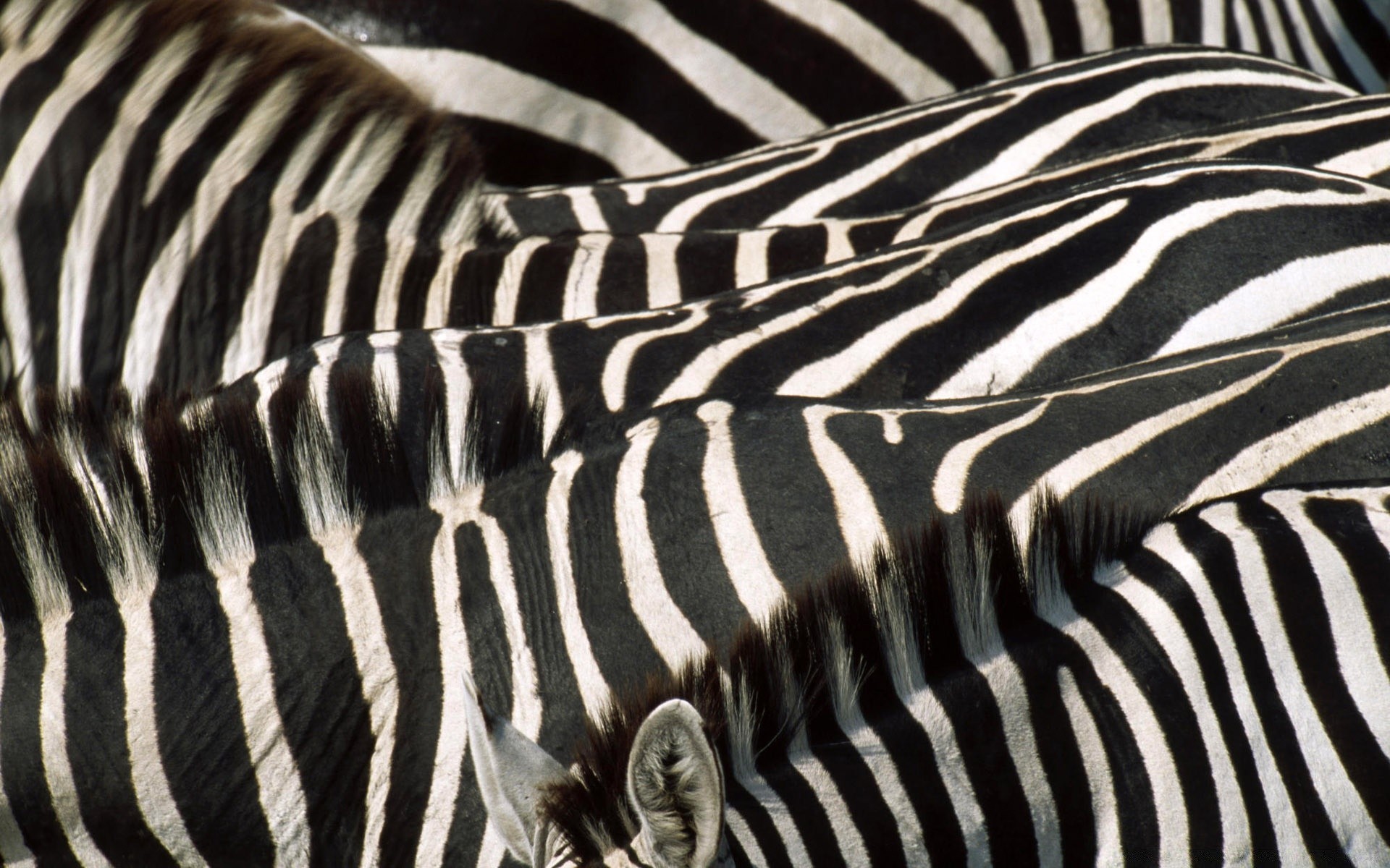 animals zebra stripe safari equine savanna pattern camouflage zoo mammal wildlife striped serengeti desktop wild nature herbivore animal mane