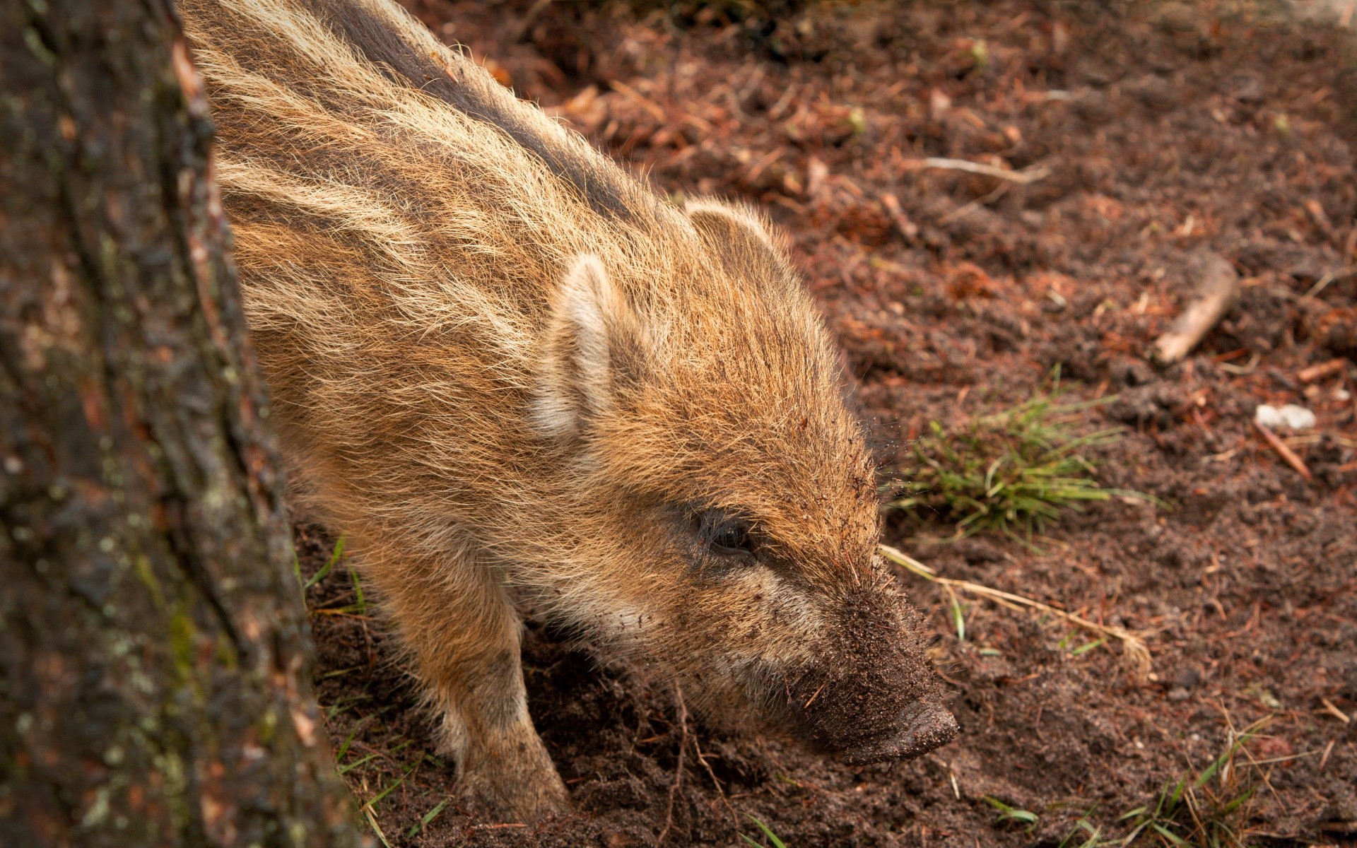 animali fauna selvatica mammifero natura selvaggio legno animale predatore pelliccia ambiente all aperto erba caccia cinghiale