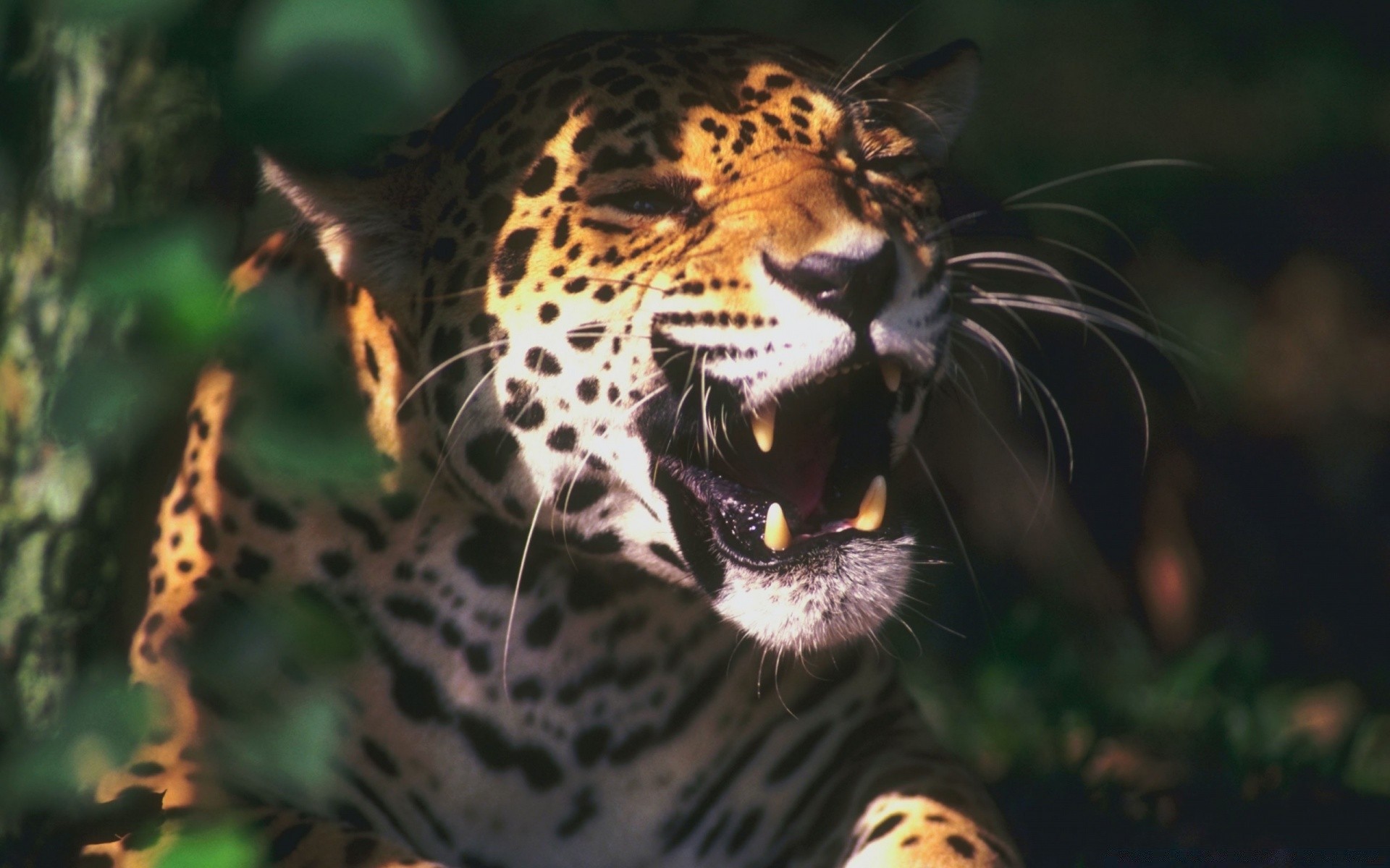 tiere tierwelt natur tiger katze leopard porträt im freien zoo säugetier dschungel ein wild tier tarnung