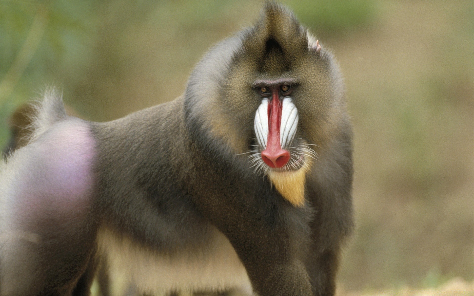 animais mamífero vida selvagem animal retrato pele jardim zoológico natureza selvagem fofa ao ar livre macaco gato