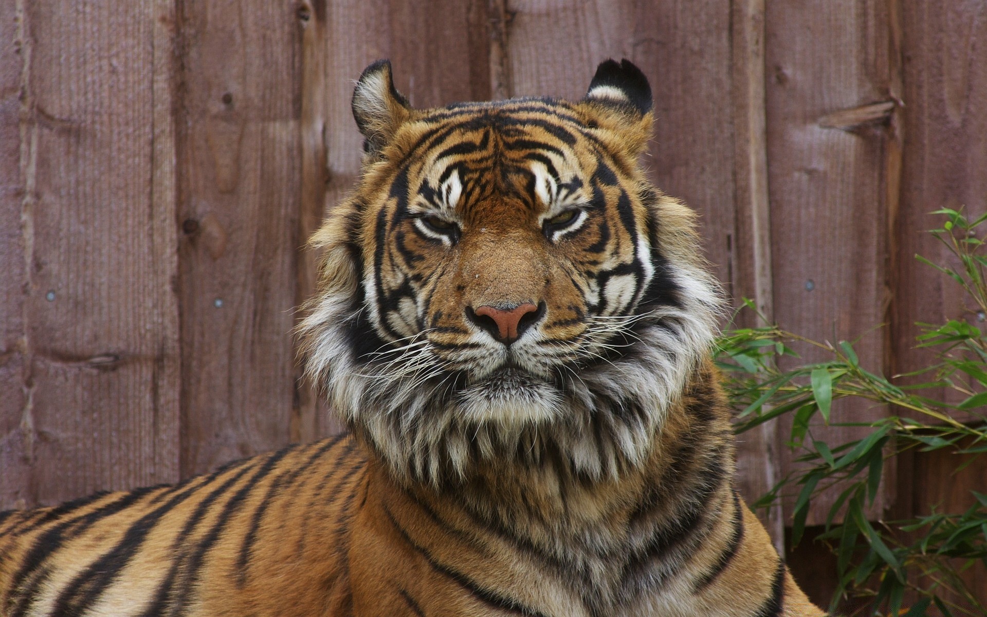 animali tigre gatto fauna selvatica striscia mammifero zoo predatore cacciatore giungla animale selvaggio mangiatore di carne safari pelliccia grande caccia testa pericolo siberiano natura