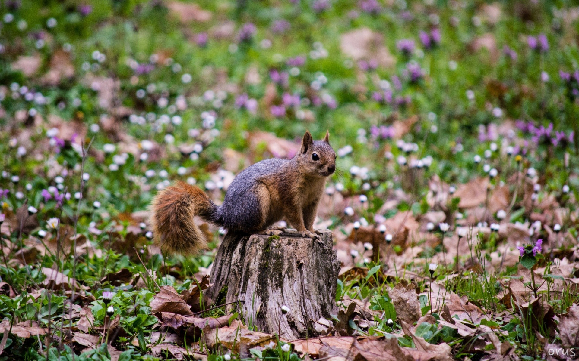 zwierzęta natura na zewnątrz drewno drzewo dzika mała wiewiórka ssak gryzoń dziki park trawa śliczny liść