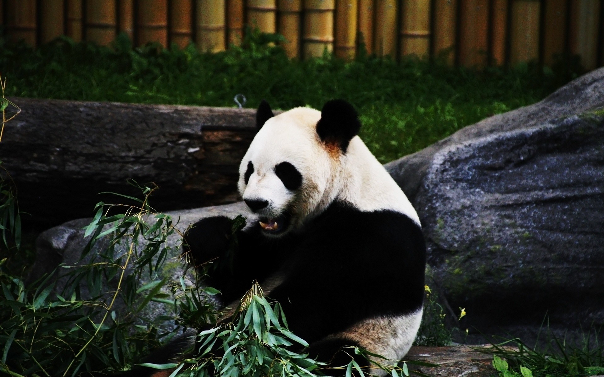 animals mammal nature wildlife outdoors zoo grass wood portrait one animal