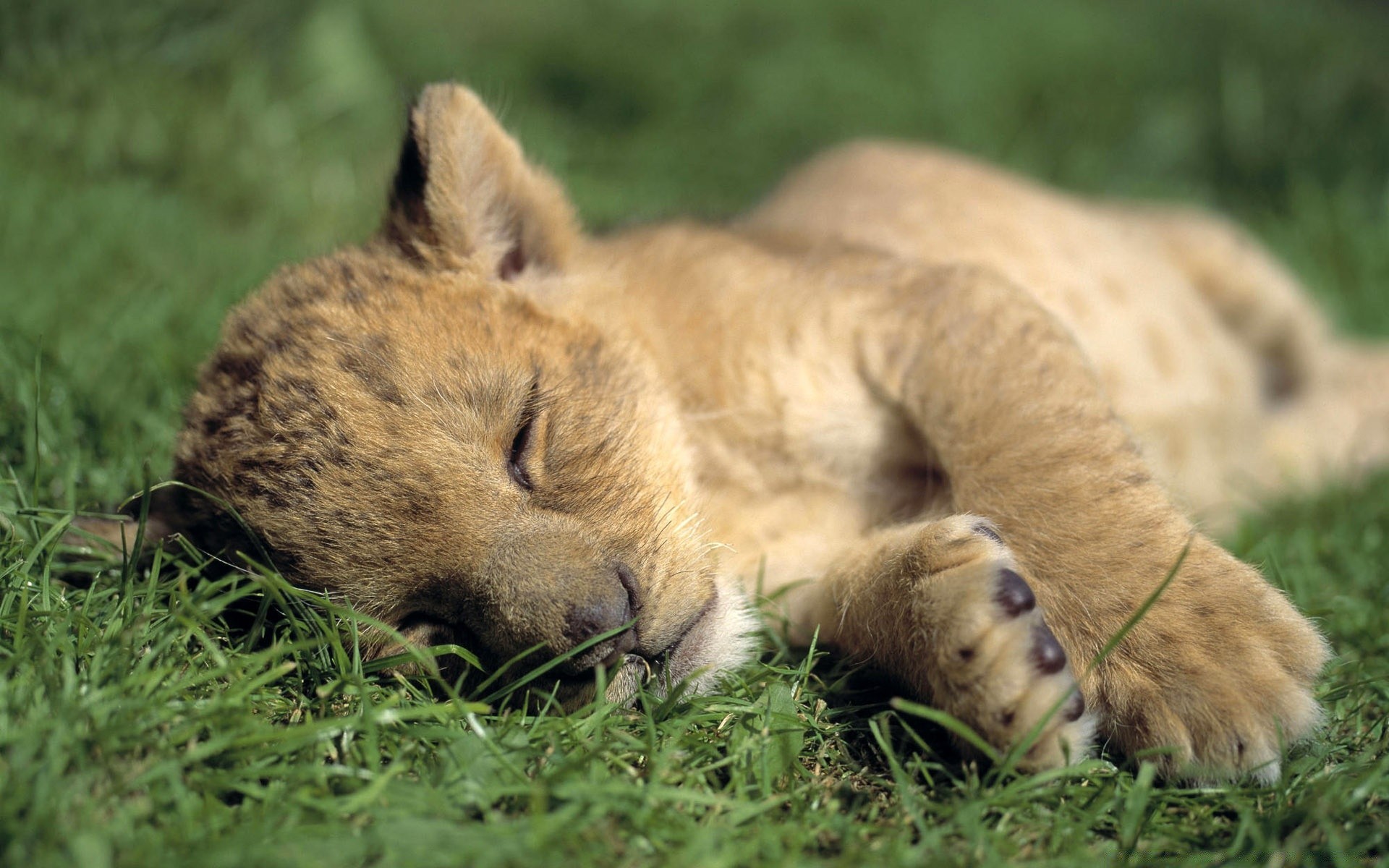 animaux mammifère la faune chat herbe nature animal fourrure sauvage à l extérieur mignon zoo prédateur lion mangeur de viande