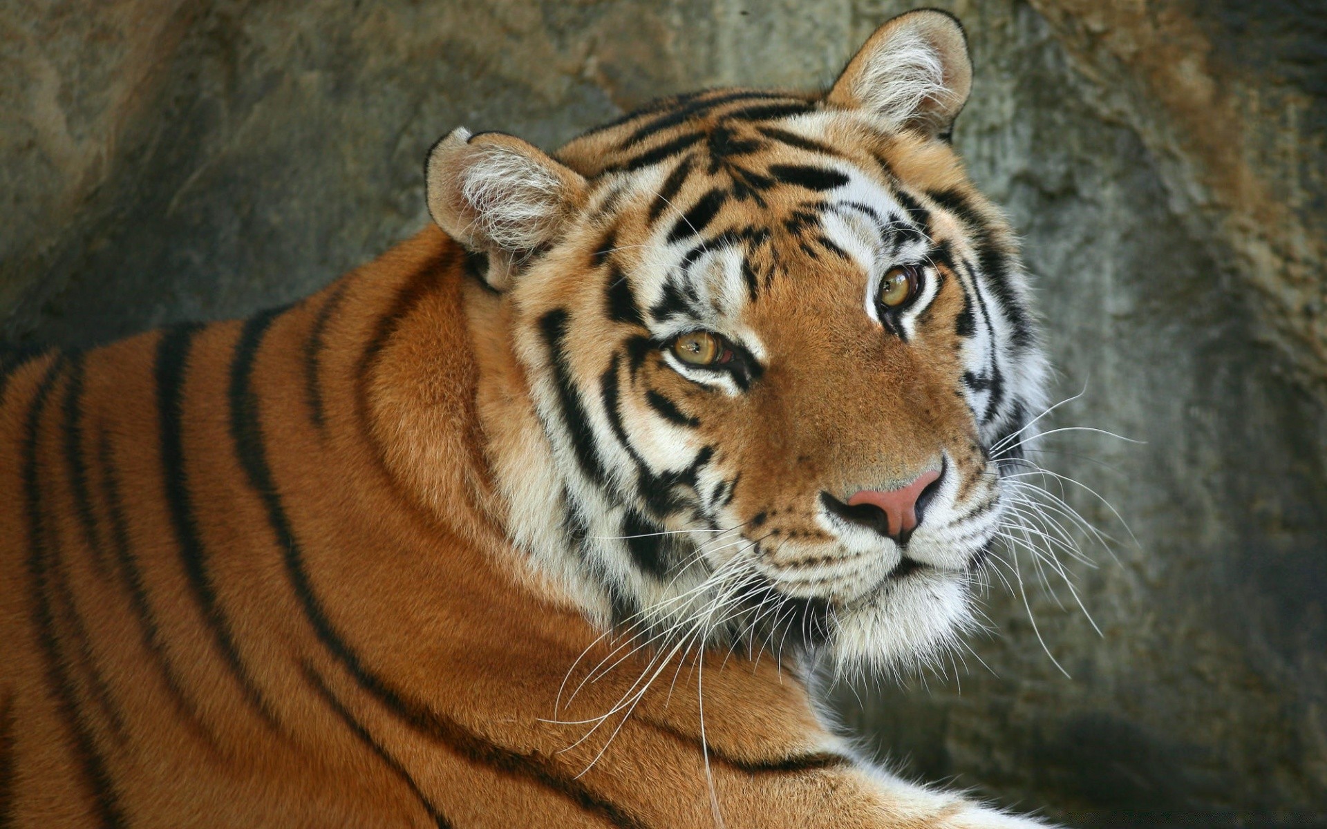 animaux tigre mammifère faune chat zoo prédateur bande animal chasseur jungle agression à la recherche sauvage mangeur de viande grand tête portrait