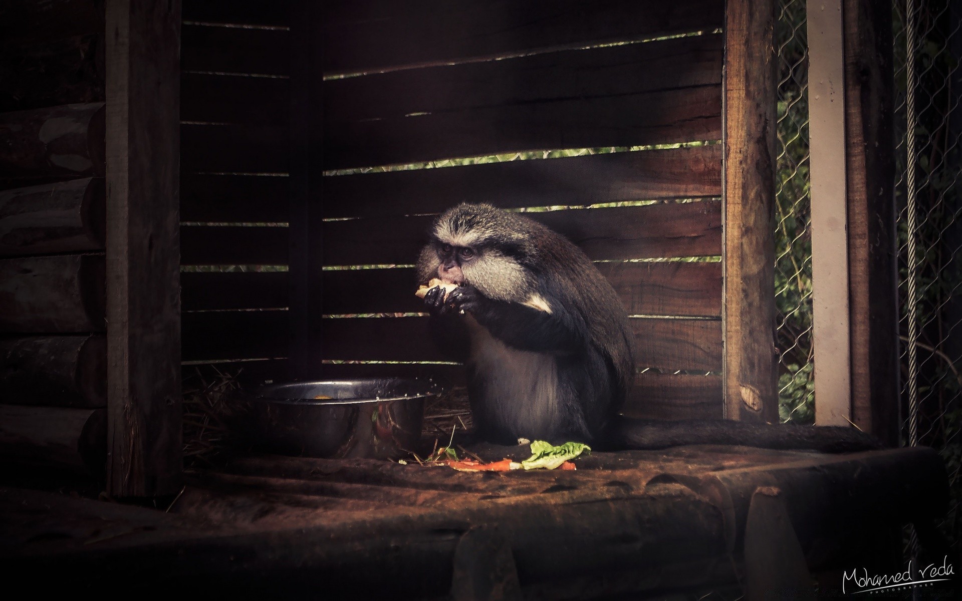 animaux bois mammifère unique faune zoo