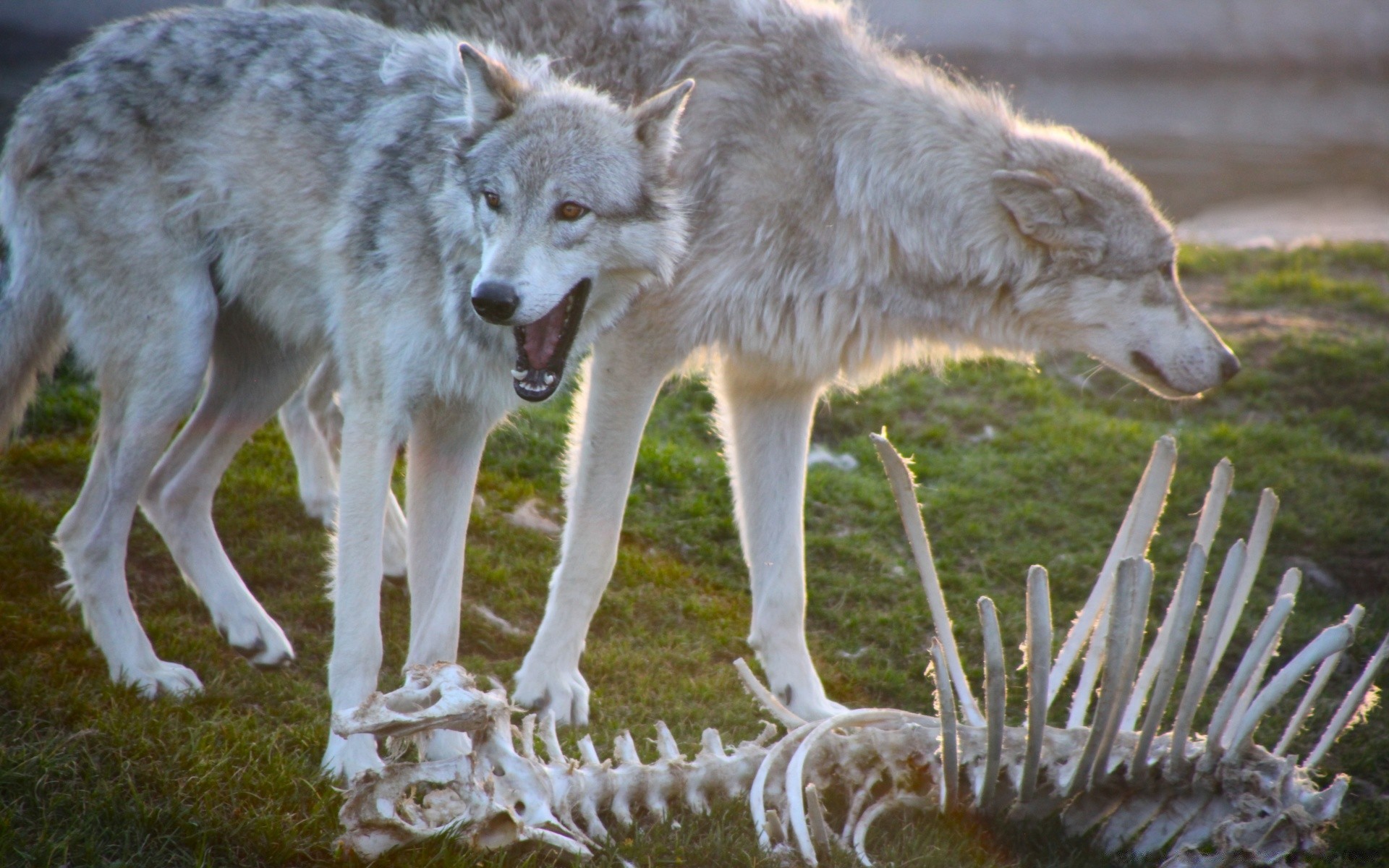 animals nature wildlife wolf mammal animal wild predator grass canine frosty grey outdoors carnivore