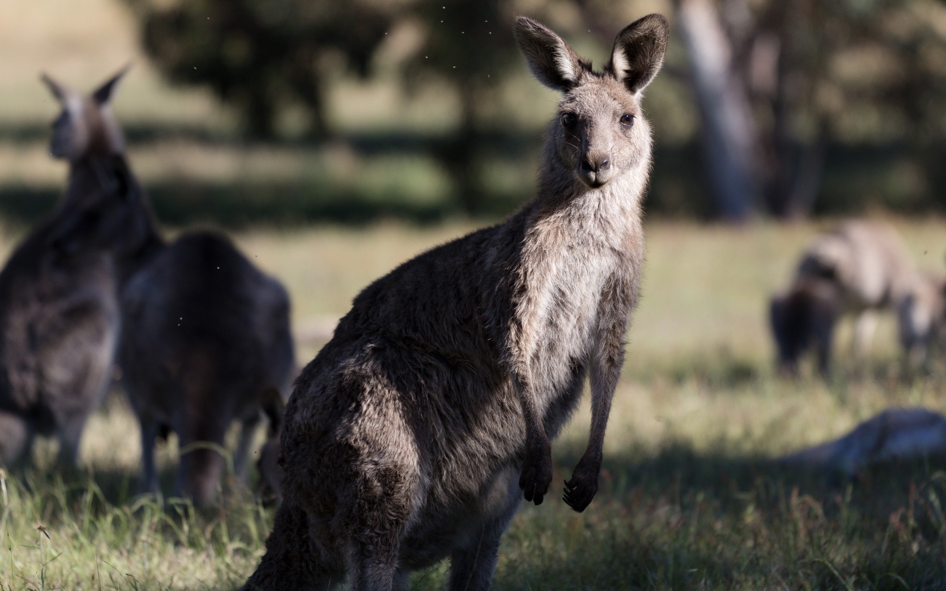 animais mamífero grama vida selvagem animal feno natureza selvagem ao ar livre campo marsupiais dois canguru cervo pele retrato