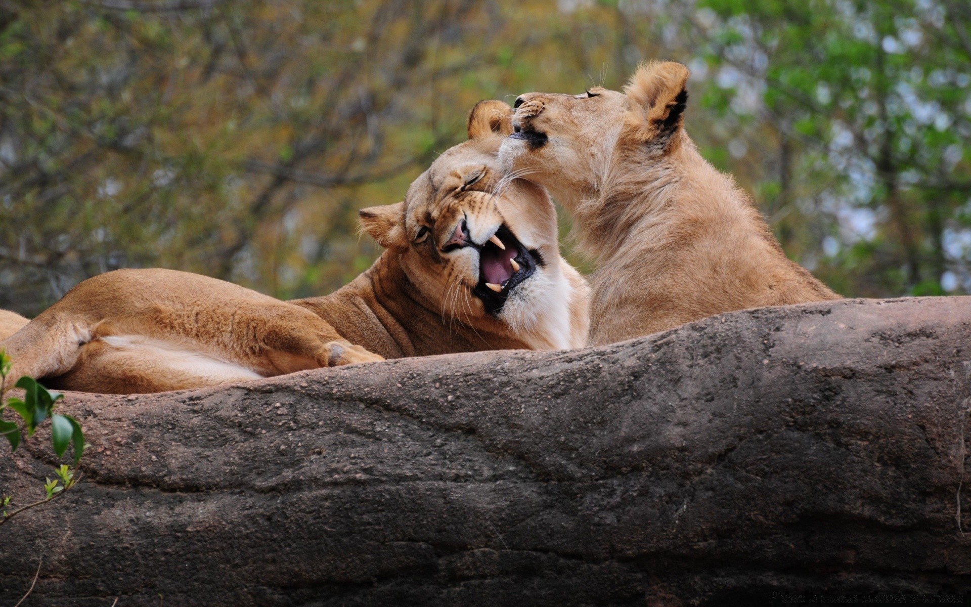 tiere säugetier tierwelt löwe katze raubtier tier natur wild safari jäger löwin zoo fleischesser im freien park